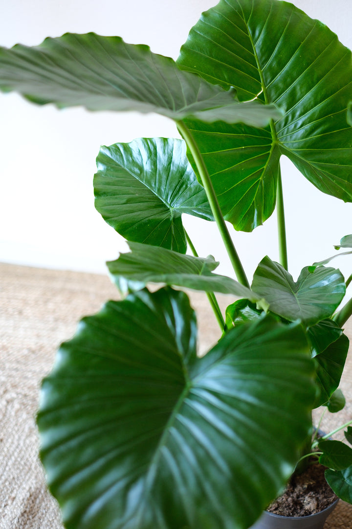 Alocasia Portodora - Exotische Zimmerpflanze