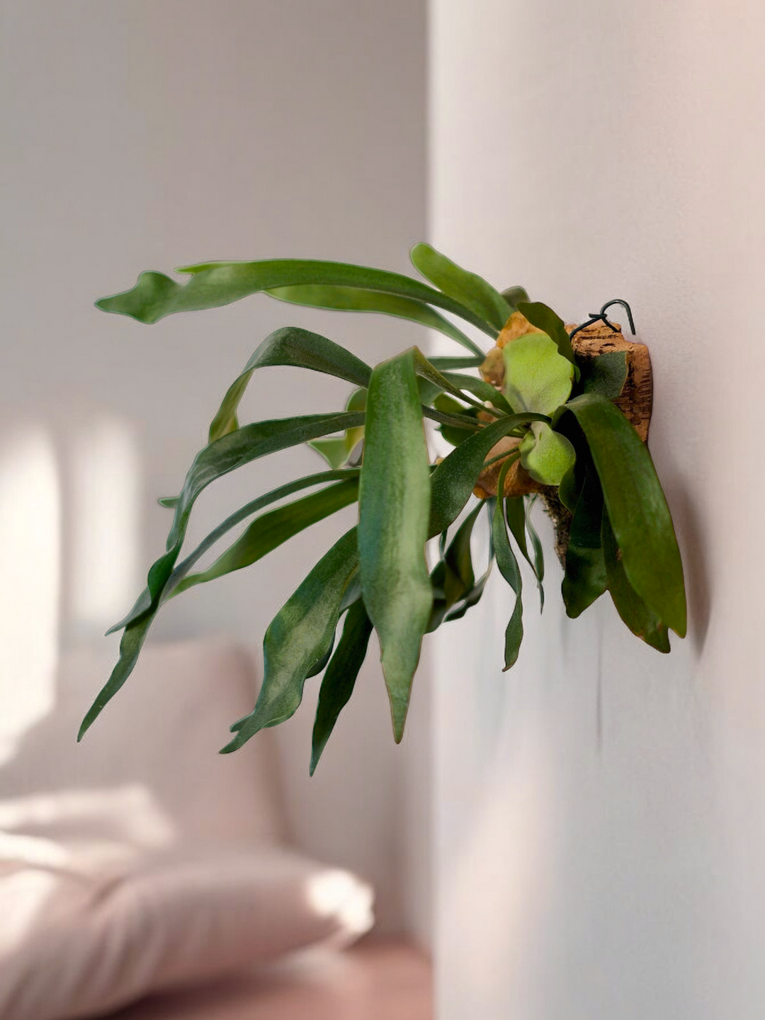 Hier ist eine einzigartige Wandpflanze zu sehen, der „Geweih Farn auf Kork“ von Viva tu Casa, dessen lange, gebogene Wedel sich in einem Grünton nach außen erstrecken. Weiches Tageslicht hebt diese epiphytische Schönheit hervor und wirft einen zarten Schatten. Im unscharfen Hintergrund trägt ein mit weißen Kissen geschmücktes Bett zur Ruhe der Szene bei.