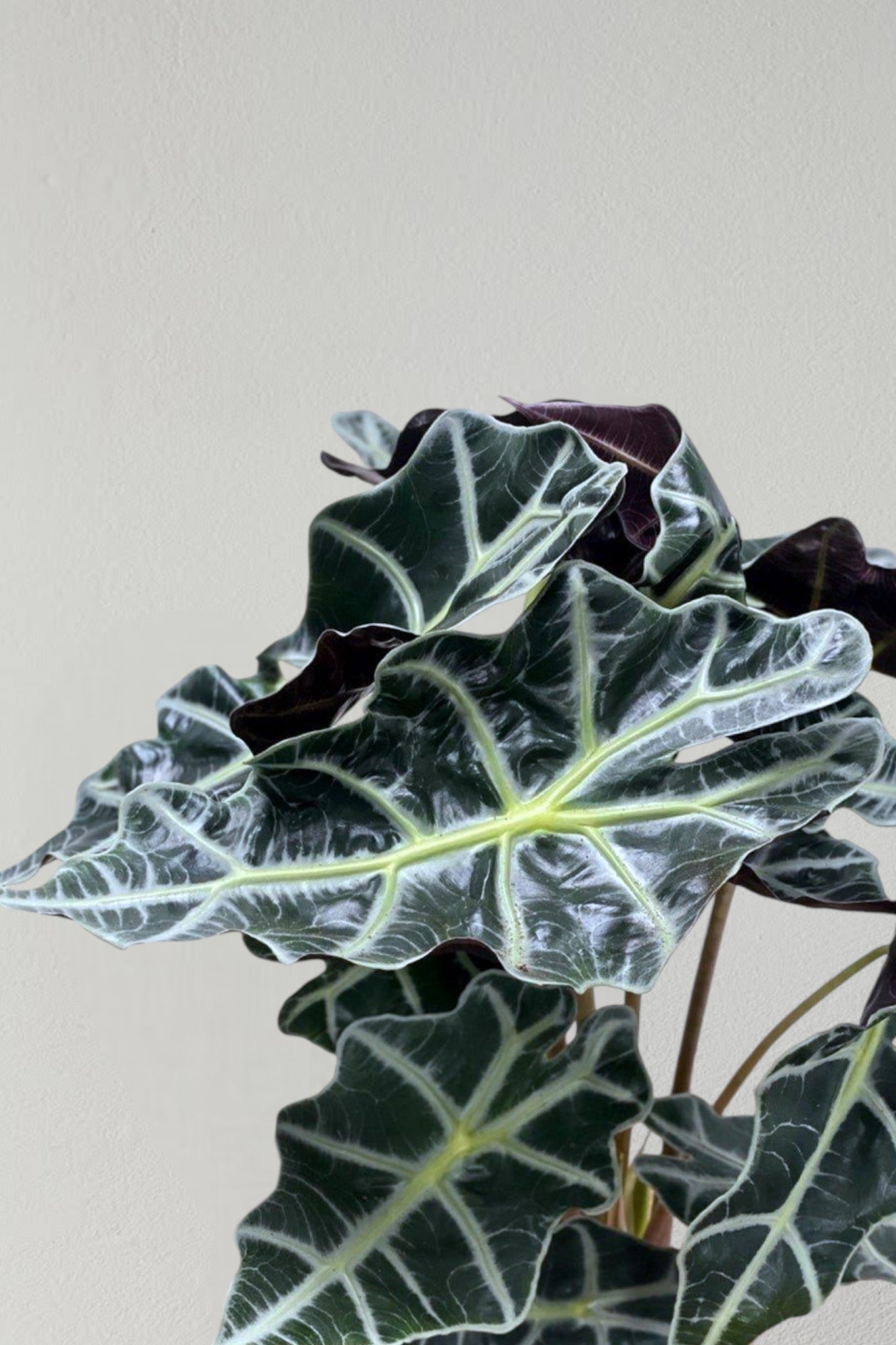 Alocasia Polly - Easy-care plant