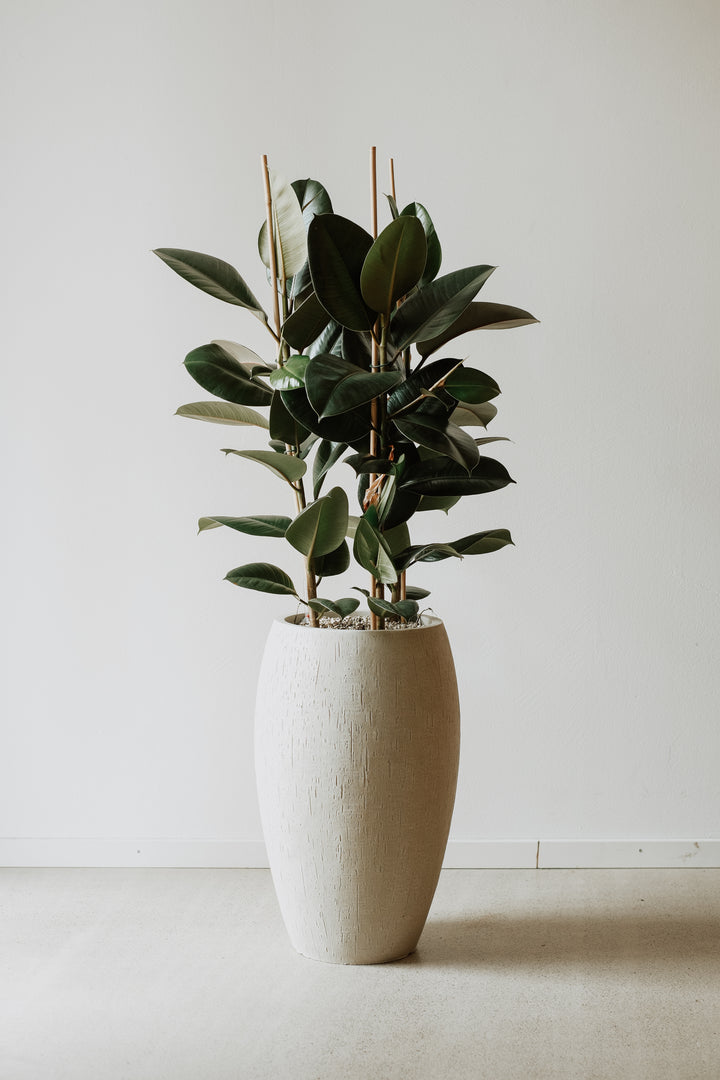 Ein großer Ficus Elastica von Viva tu Casa mit leuchtend glänzenden grünen Blättern steht elegant in einem strukturierten beigefarbenen Keramiktopf. Die Pflanze wird für zusätzlichen Halt mit Holzstäben und Vulkansubstrat stabilisiert und steht auf einem hellen Boden neben einer schlichten cremefarbenen Wand.