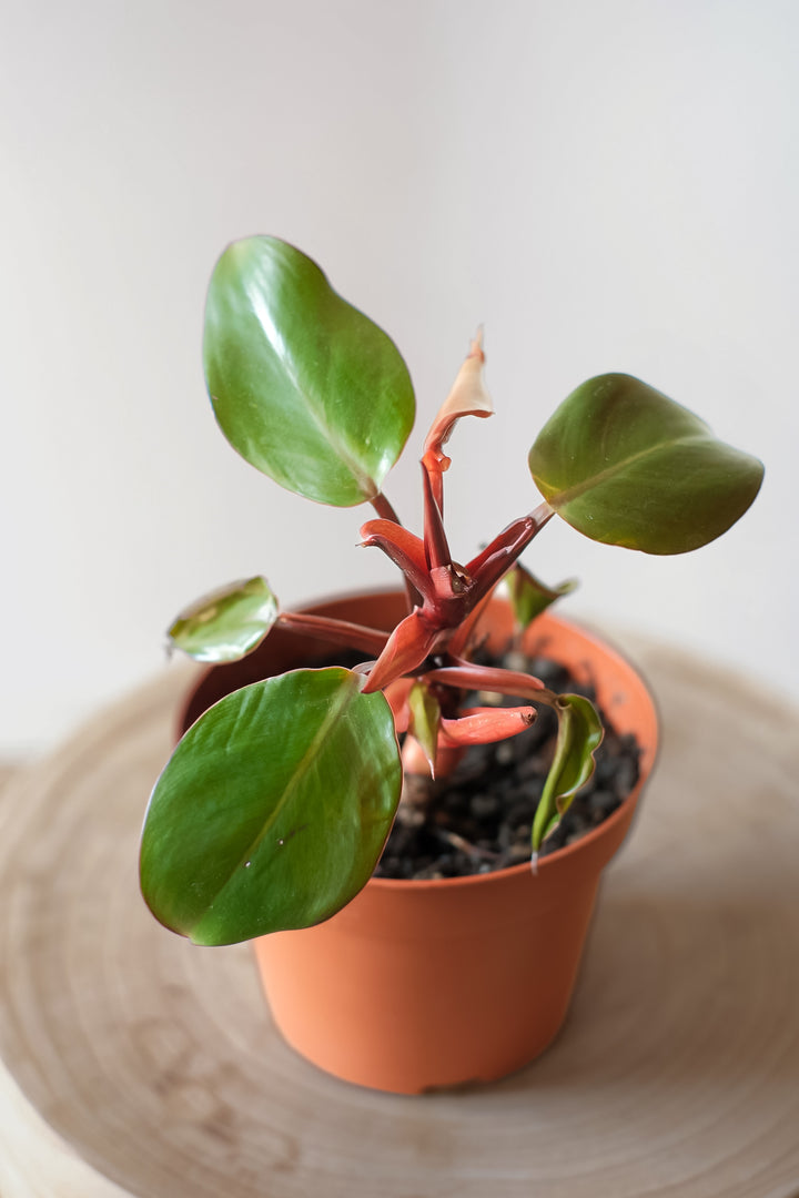 Philodendron Red Prince - S plant