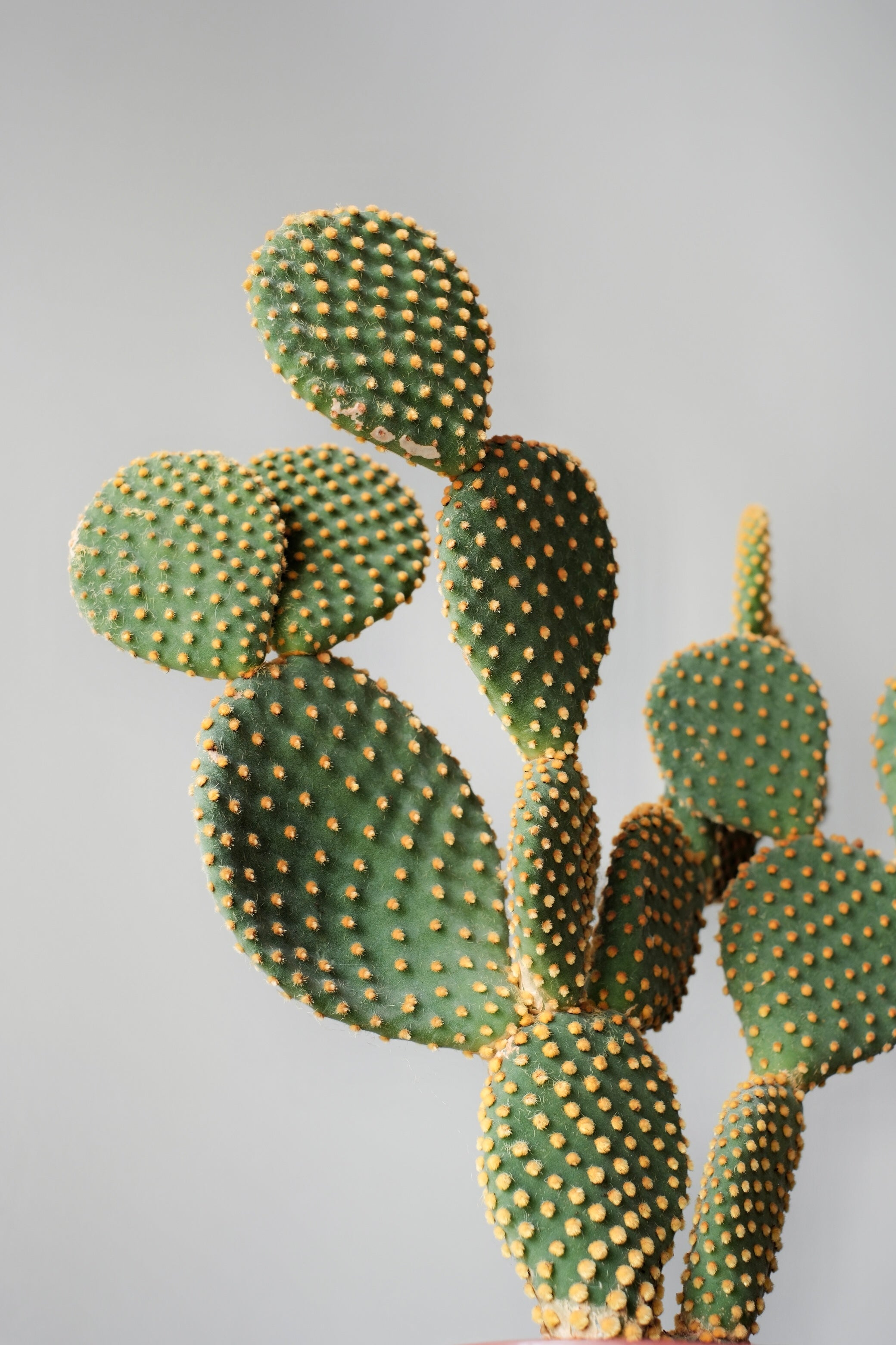 Cactus Opuntia microdasys - Easy-care succulent