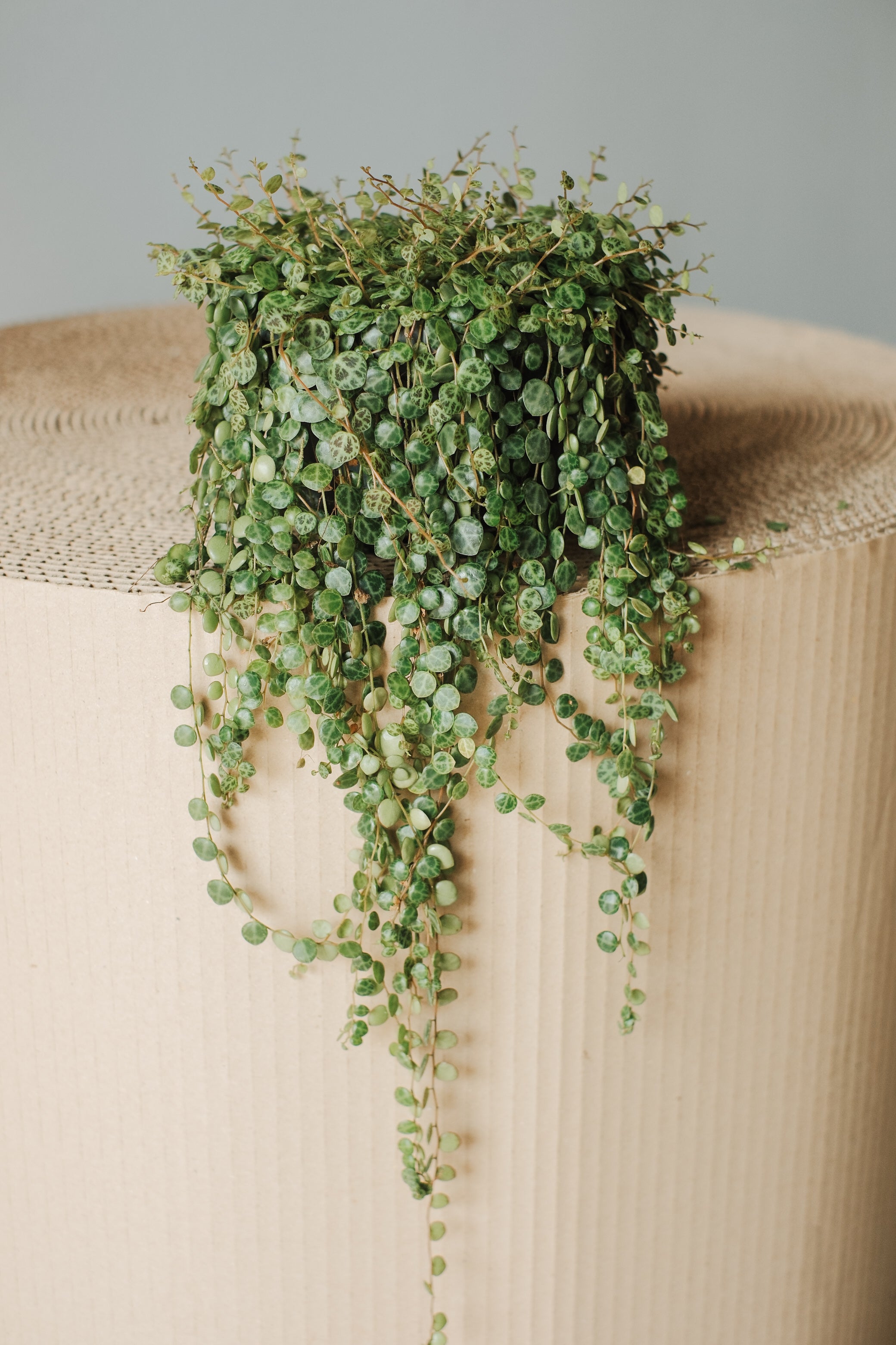 Peperomia Prostrata - Succulent Houseplant