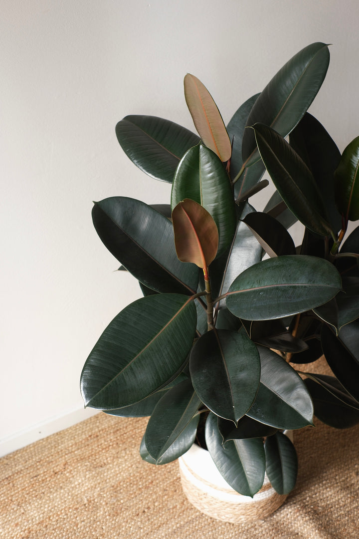 Ficus Elastica Abidjan - L - Easy-care houseplant