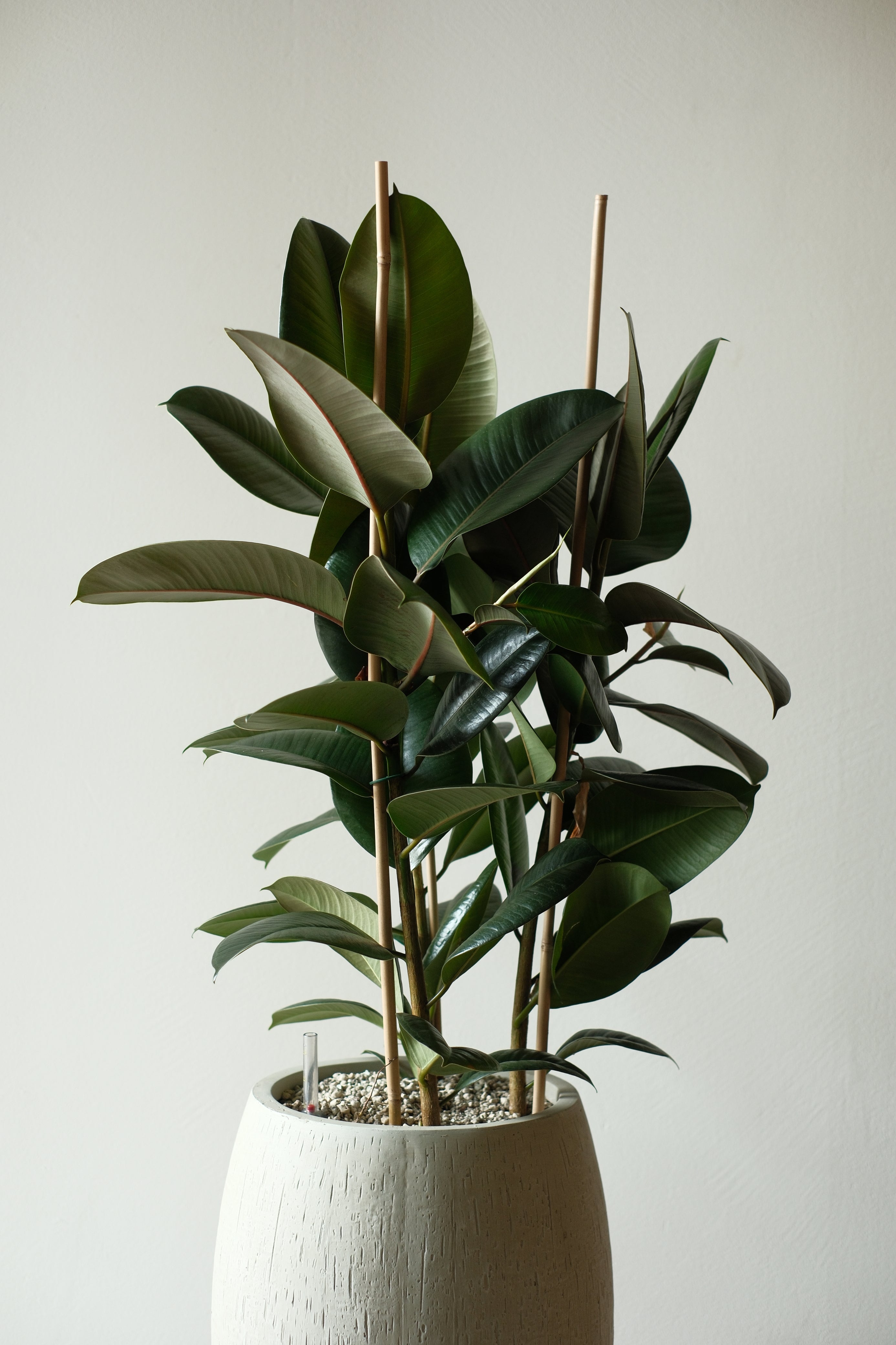 Ficus Elastica Robusta in Vulkansubstrat - Büropflanze