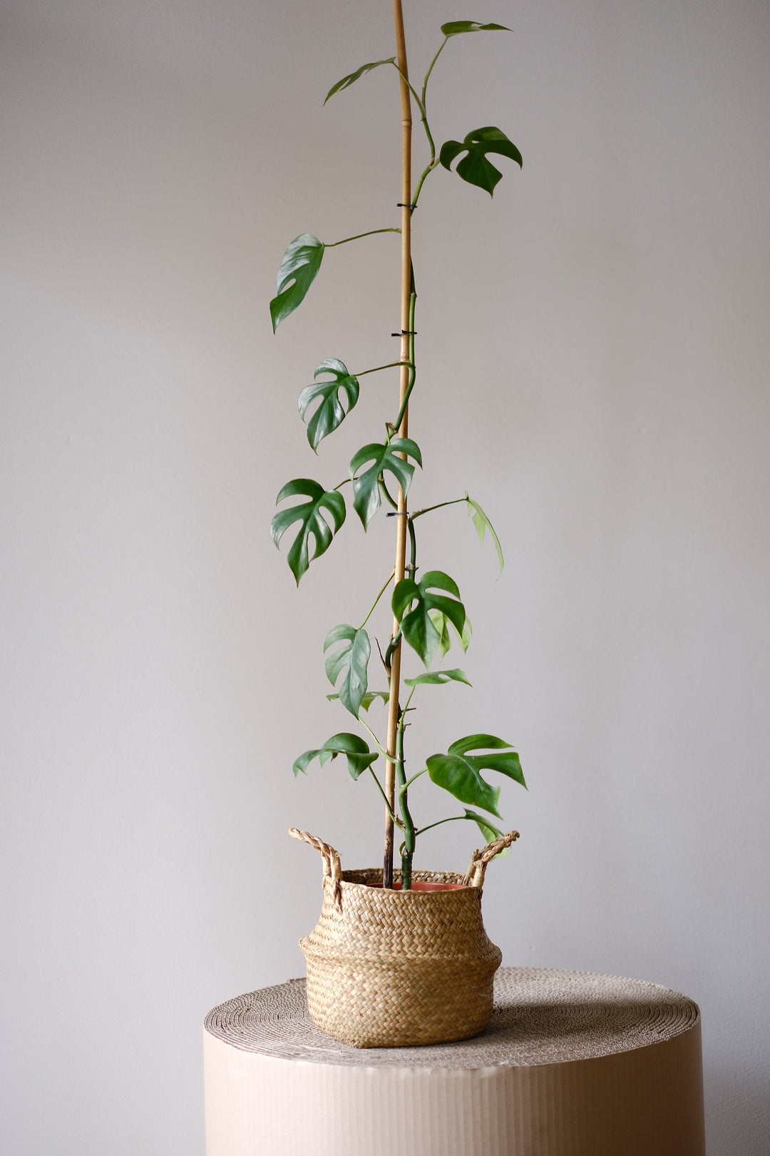 Eine große, eingetopfte Monstera Minima von Viva tu Casa mit schlankem Stamm und breiten grünen Blättern steht elegant in einem geflochtenen Korb auf einer neutralen Oberfläche vor einem schlichten Hintergrund. Die Pflanze streckt sich nach oben und betont so ihr anmutiges vertikales Wachstum – ideal für alle, die Pflegetipps für Zimmerpflanzen suchen.