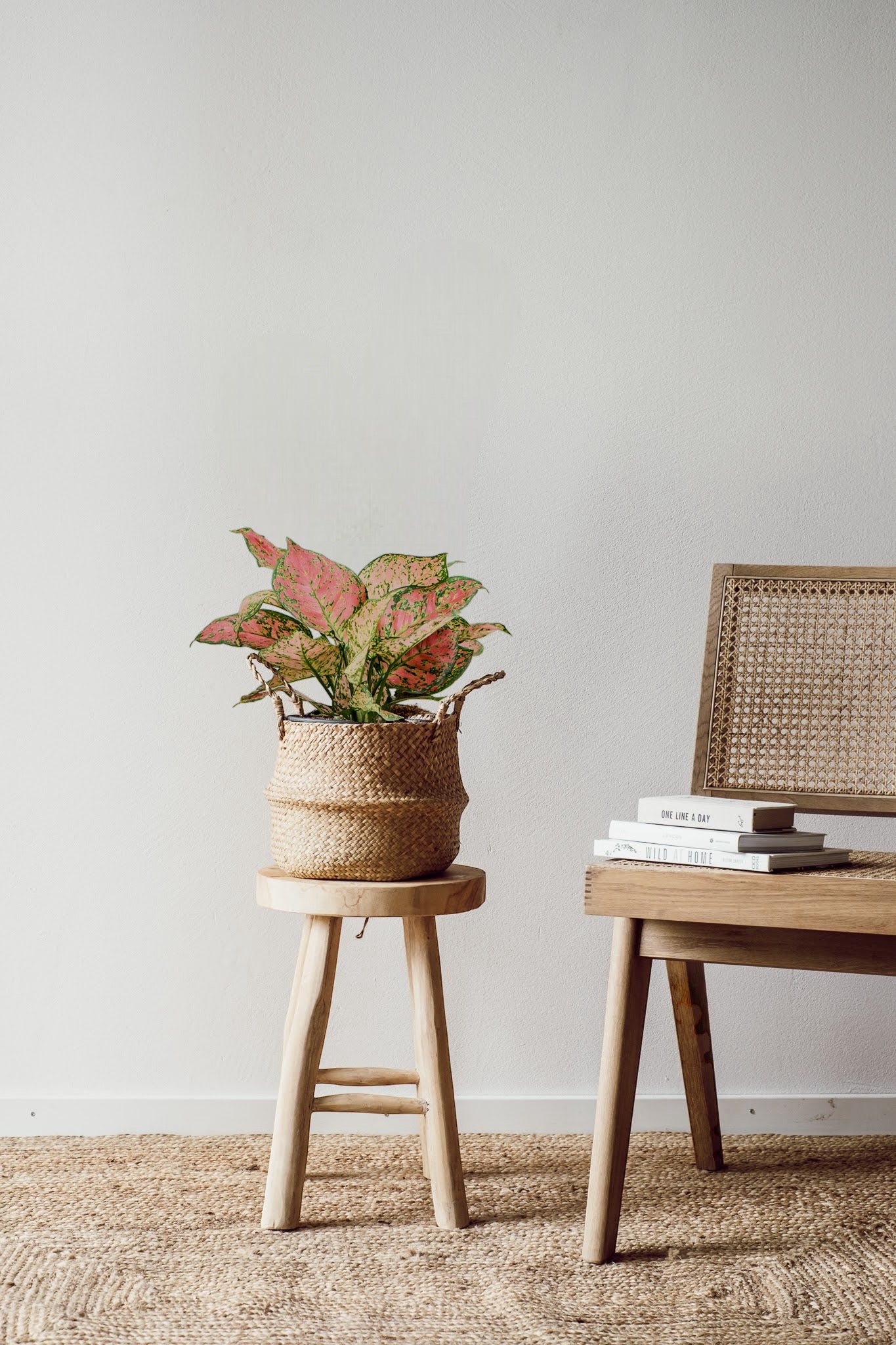 Aglaonema Crimson Love - Office Plant