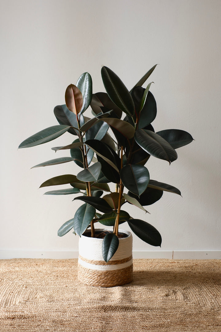 Ein Ficus Elastica Abidjan - L von Viva tu Casa mit glänzenden, dunkelgrünen Blättern ist wunderschön in einem geflochtenen Korb auf einem strukturierten beigen Teppich vor einer schlichten weißen Wand ausgestellt. Perfekt für Zimmerpflanzenliebhaber, die Eleganz und Stil suchen.