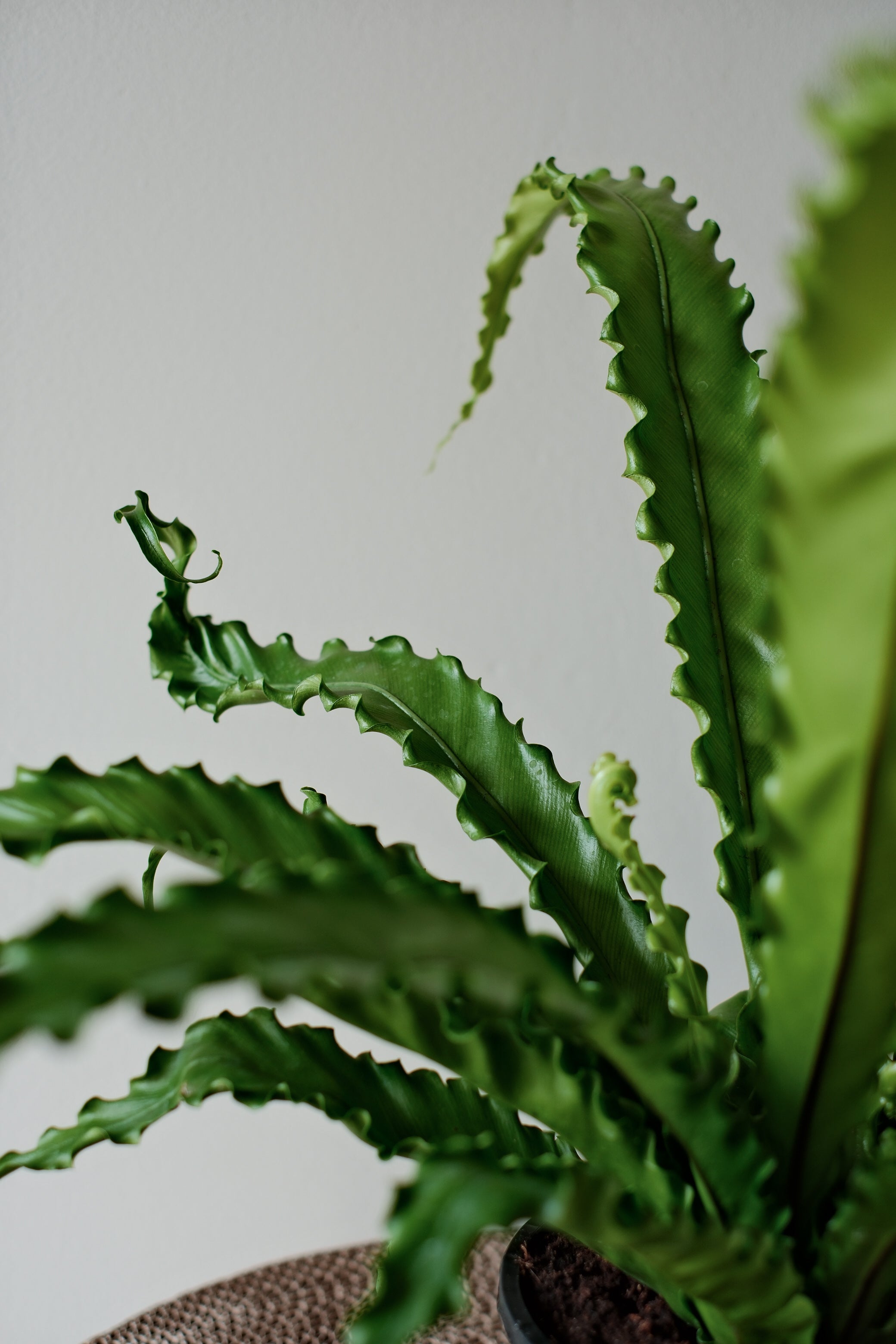 Nest fern - easy-care house fern