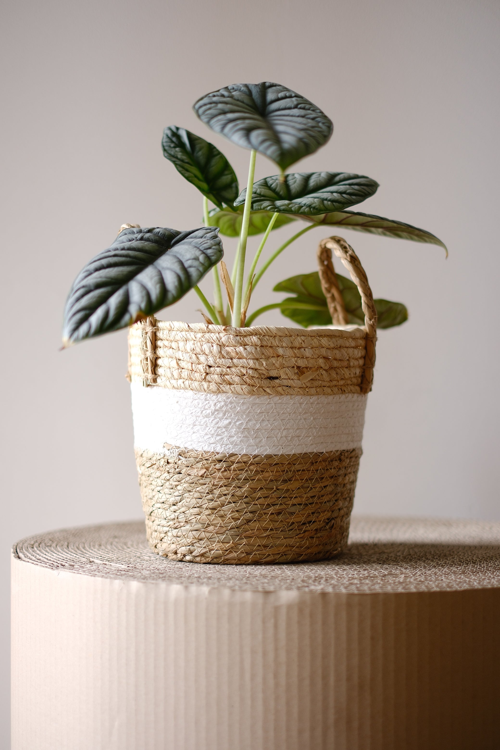 Planter basket Viva Beto Ø22 cm