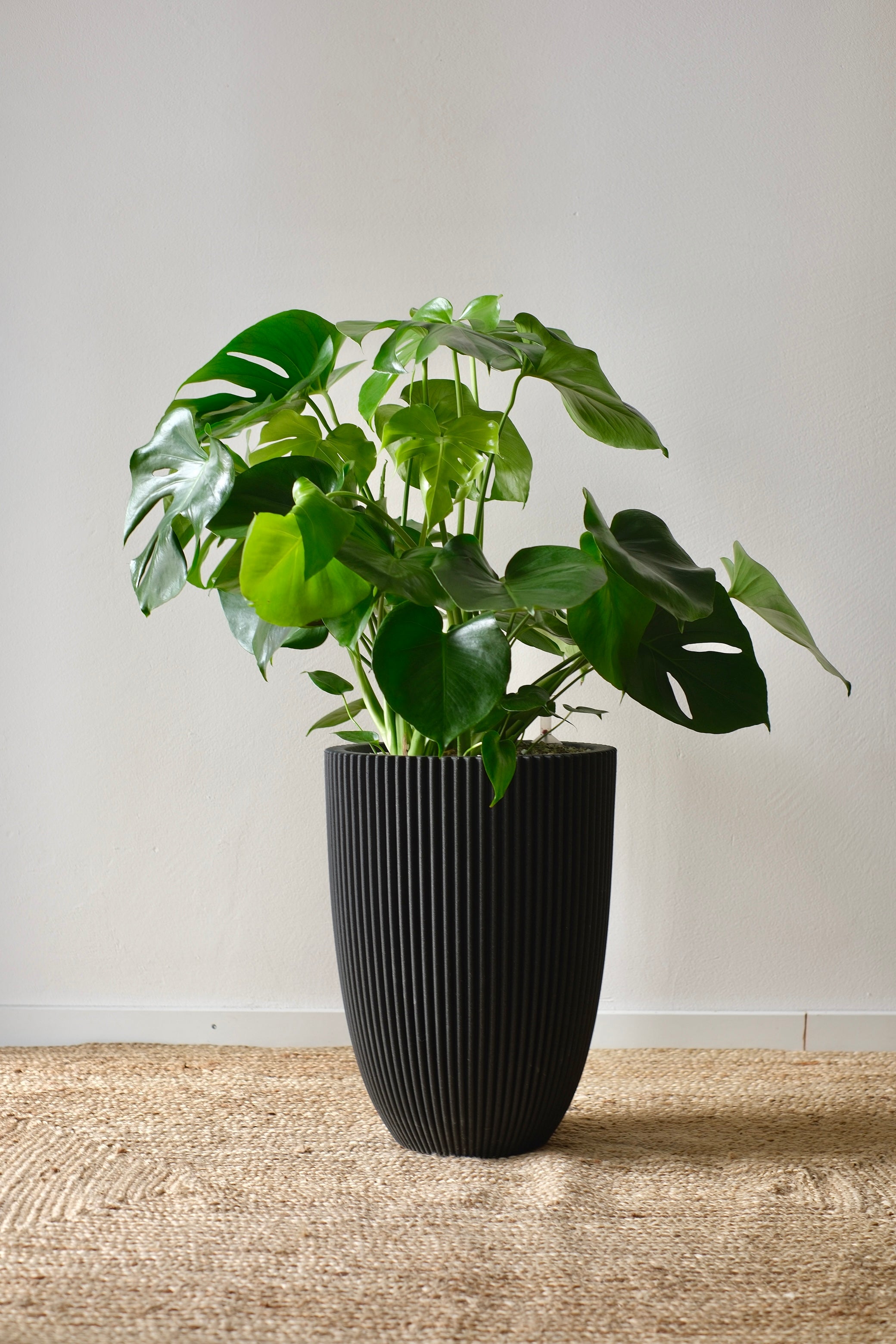 Eine große Monstera-Pflanze mit breiten, gespaltenen Blättern steht in einem hohen, strukturierten schwarzen Blumentopf auf einem gewebten Teppich vor einer schlichten weißen Wand.