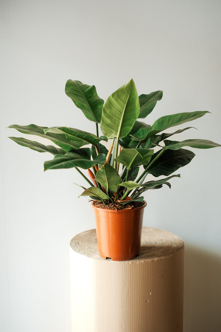 Der Philodendron Imperial Green XL von Viva tu Casa mit seinen großen grünen Blättern steht auf einer zylindrischen, strukturierten Oberfläche vor einem schlichten, hellen Hintergrund.