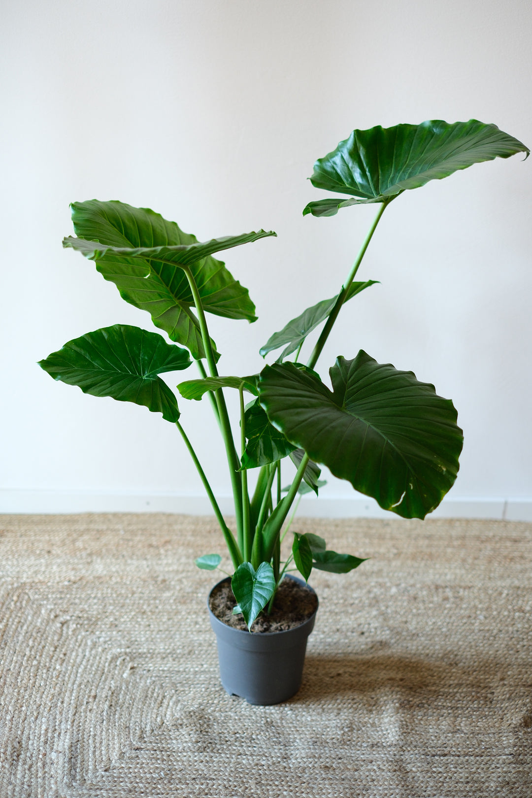 Eine Alocasia Portodora – Exotische Zimmerpflanze von Viva tu Casa mit großen, glänzend grünen Blättern steht auf einem gewebten hellbraunen Teppich vor einer schlichten weißen Wand. Die breiten, leuchtenden Blätter der Pflanze fächern sich auf und bilden einen auffälligen Kontrast zum schlichten Hintergrund. Denken Sie daran, regelmäßig zu gießen, damit diese atemberaubenden Blätter gedeihen!