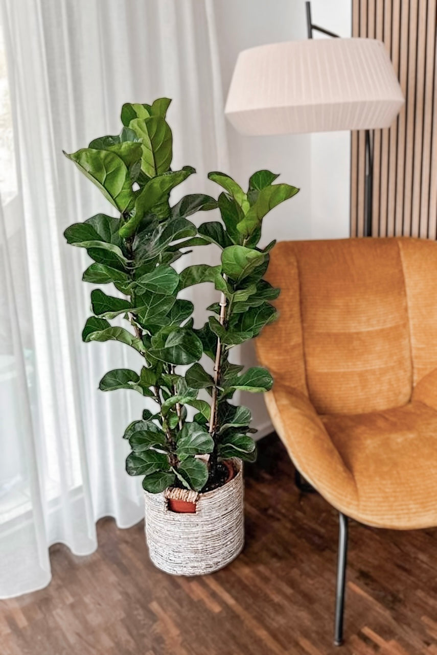 Ein Ficus Lyrata XXL von Viva tu Casa, eine eindrucksvolle Zimmerpflanze fürs Büro, schmiegt sich in einem geflochtenen Topf auf den Holzboden neben einem orangefarbenen Mid-Century-Sessel und einer hohen weißen Stehlampe. Durchsichtige Vorhänge filtern sanft weiches Tageslicht in diesen halbschattigeren Ort.