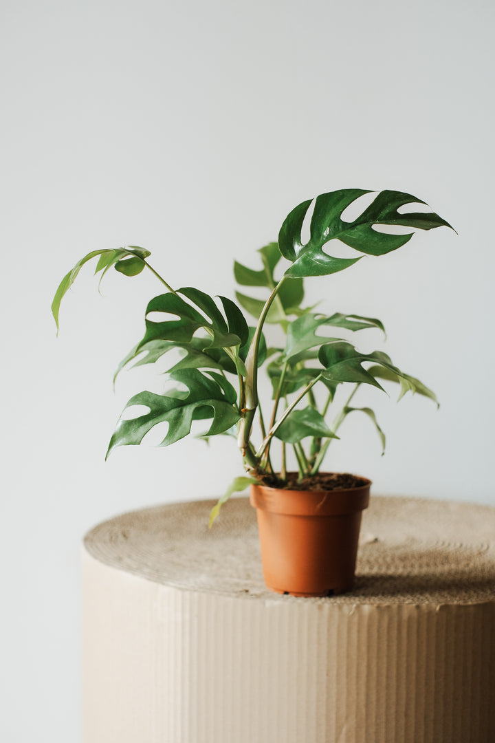 Eine Monstera Minima – Kleine Zimmerpflanze von Viva tu Casa in einem braunen Topf steht auf einer hellen Oberfläche. Sie gedeiht in indirektem Licht und hat dunkelgrüne, glänzende Blätter mit einzigartigen Löchern vor einem schlichten weißen Hintergrund. Sorgen Sie für die richtige Luftfeuchtigkeit, damit ihr leuchtendes Blattwerk erhalten bleibt.