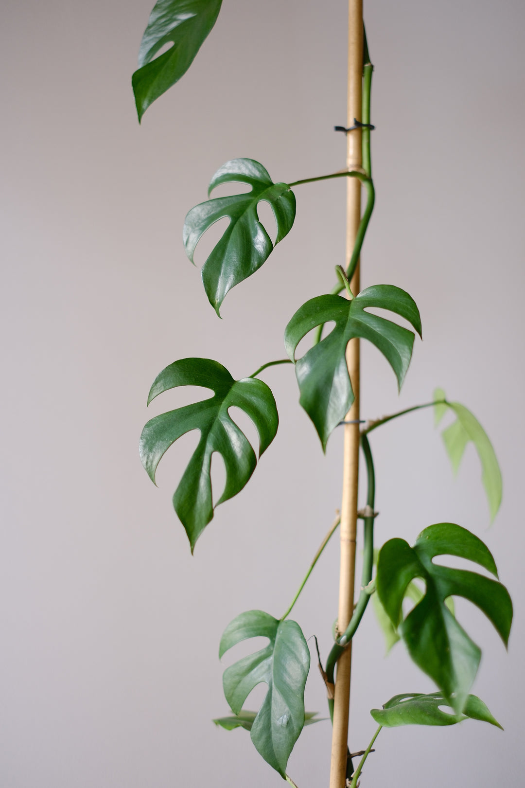 Monstera Minima - M Plant