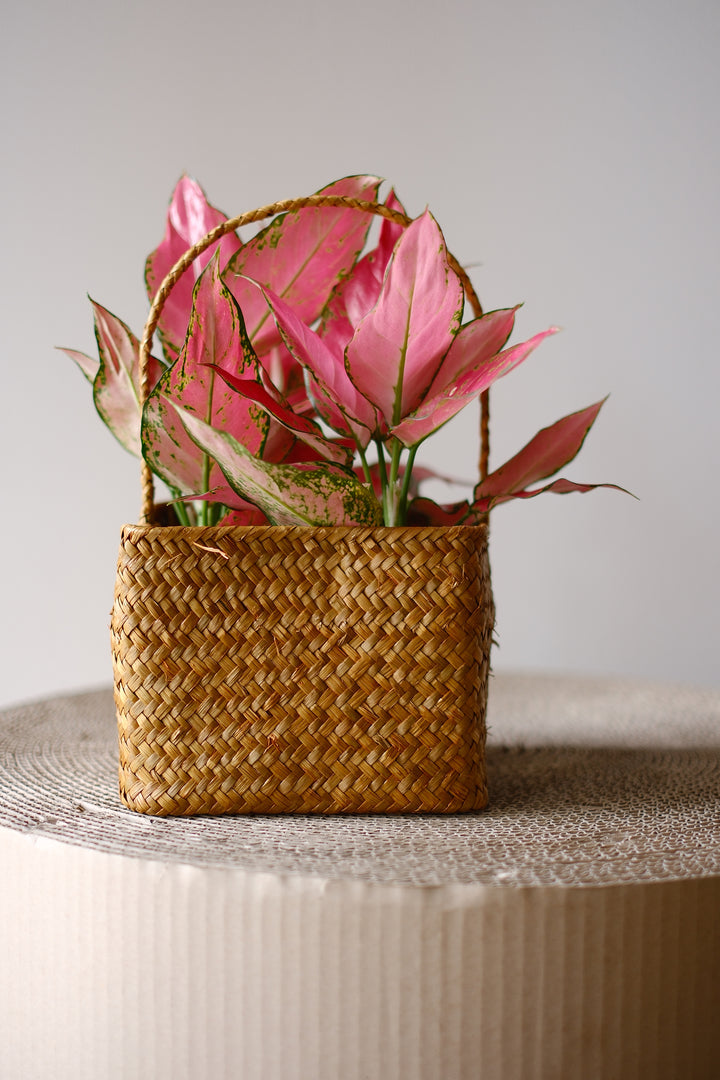 Plant basket Ø16 cm - Practical plant container