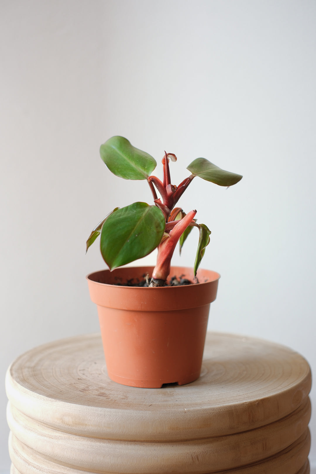 Ein *Philodendron Red Prince - S Pflanze* von Viva tu Casa mit seinen breiten grünen Blättern und auffälligen roten Stielen steht elegant in einem braunen Plastiktopf auf einer hellen Holzoberfläche. Obwohl sie ein ansprechendes Aussehen hat, sollten Sie wissen, dass diese Pflanze giftig sein kann. Achten Sie auf die richtige Pflege, denn sie gedeiht vor dem schlichten weißen Hintergrund.