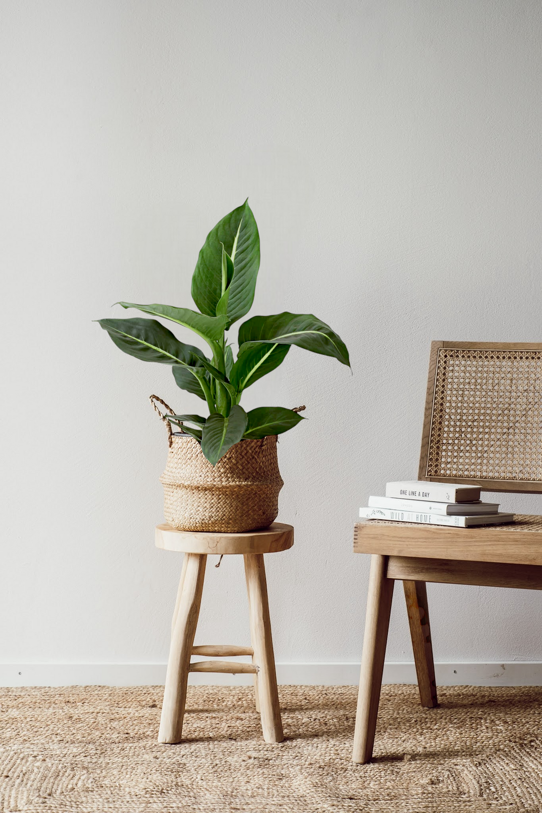 Eine Dieffenbachia Green Magic von Viva tu Casa, die in einem geflochtenen Korb auf einem Holzhocker neben einem Rattanstuhl ruht, verstärkt die minimalistische Szene. Zusammen mit einem Teppich in neutralen Tönen und gestapelten Büchern strahlt diese Umgebung Ruhe aus. Um die Schönheit der Pflanze zu unterstreichen, beachten Sie die grundlegenden Pflegehinweise.