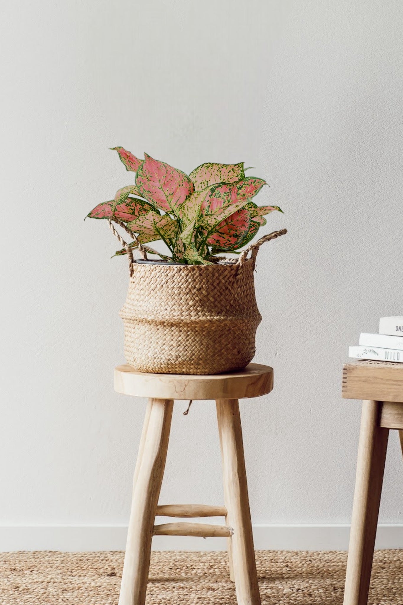 Eine grün-rosa *Aglaonema Crimson Love - Büropflanze* von Viva tu Casa ruht in einem geflochtenen Korb auf einem Holzhocker. Im Hintergrund ist eine neutrale Wand neben einem Teil eines Tisches mit gestapelten Büchern zu sehen, ideal für alle, die Pflegetipps für ihre geliebten Zimmerpflanzen suchen.