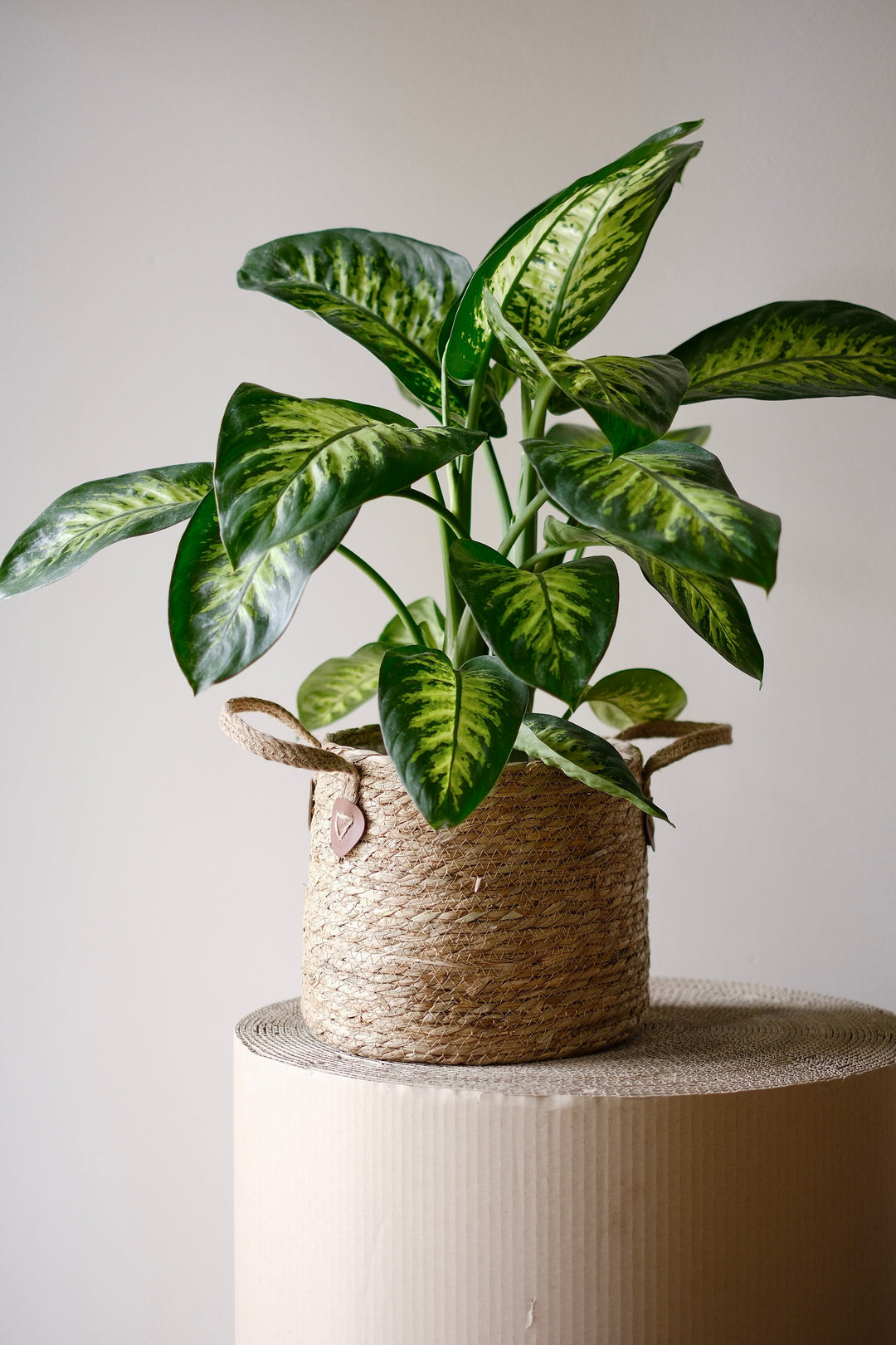 Eine Dieffenbachia Tropic Snow - Tropische Zimmerpflanze von Viva tu Casa mit leuchtend grünen Blättern und bunten Mustern wird elegant in einem geflochtenen Korb auf einer strukturierten, zylindrischen Oberfläche vor einem neutralen Hintergrund präsentiert. Ihre pflegeleichte Natur macht sie zur idealen Wahl für diejenigen, die pflegeleichte Pflanzen schätzen, die auch im Halbschatten gedeihen.