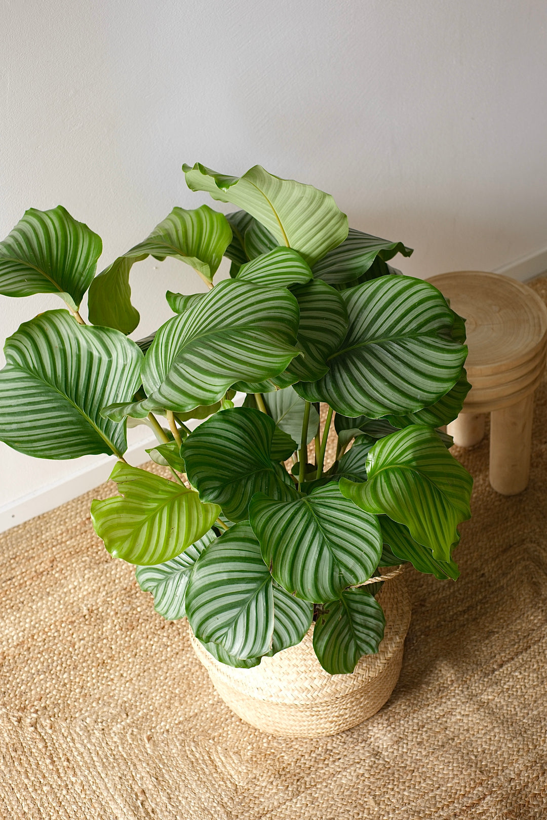 Calathea Orbifolia - Pflegeleichte Pflanze