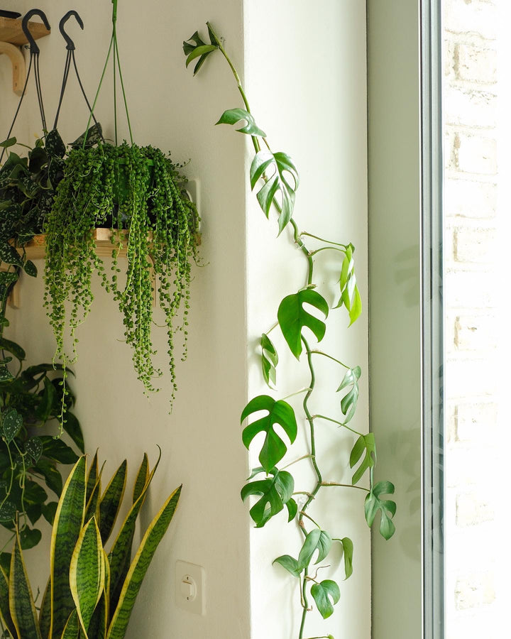 climbing plant hook holder