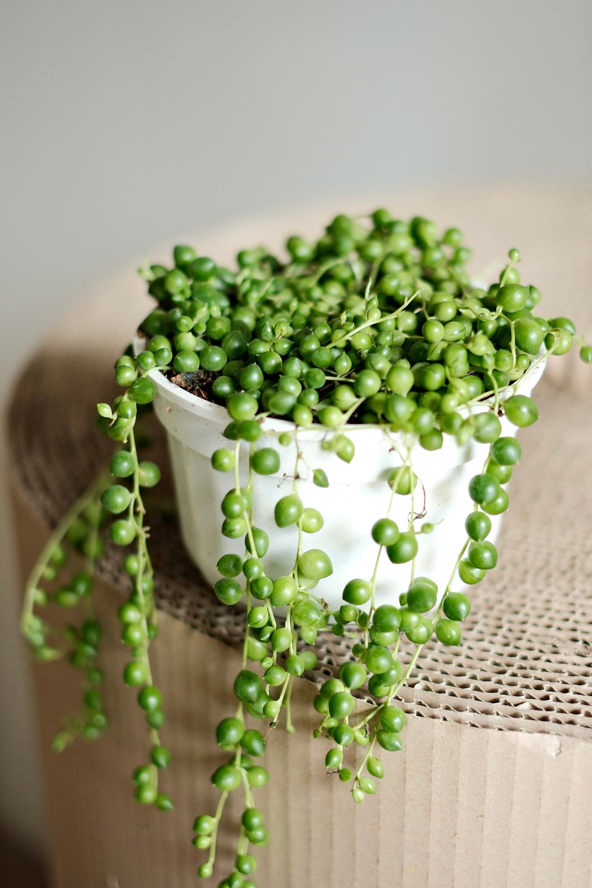 pea plant – Senecio rowley XS