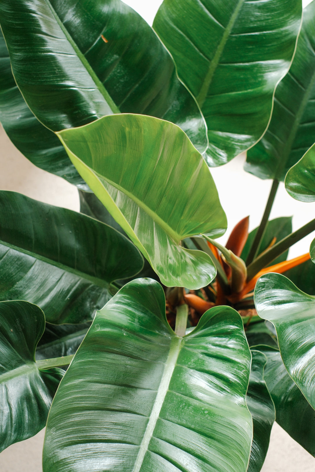 Philodendron Imperial Green - XL Pflanze