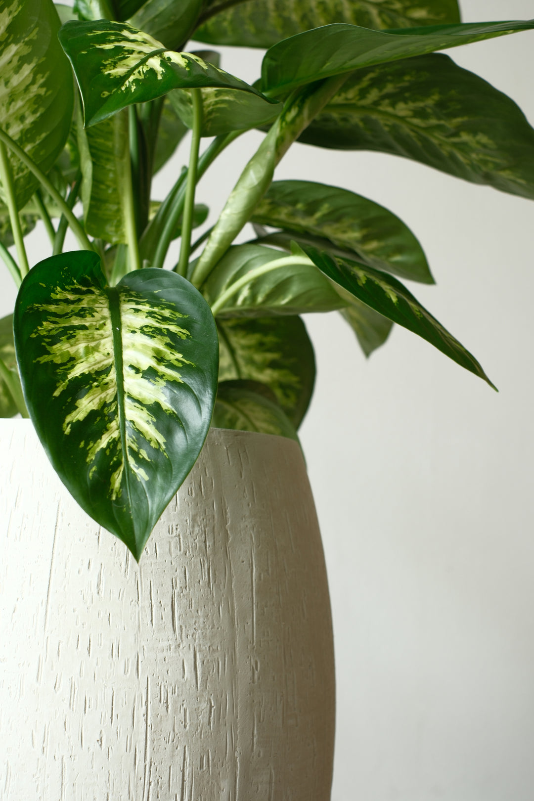 Dieffenbachia Hoch – Office plant in volcanic substrate