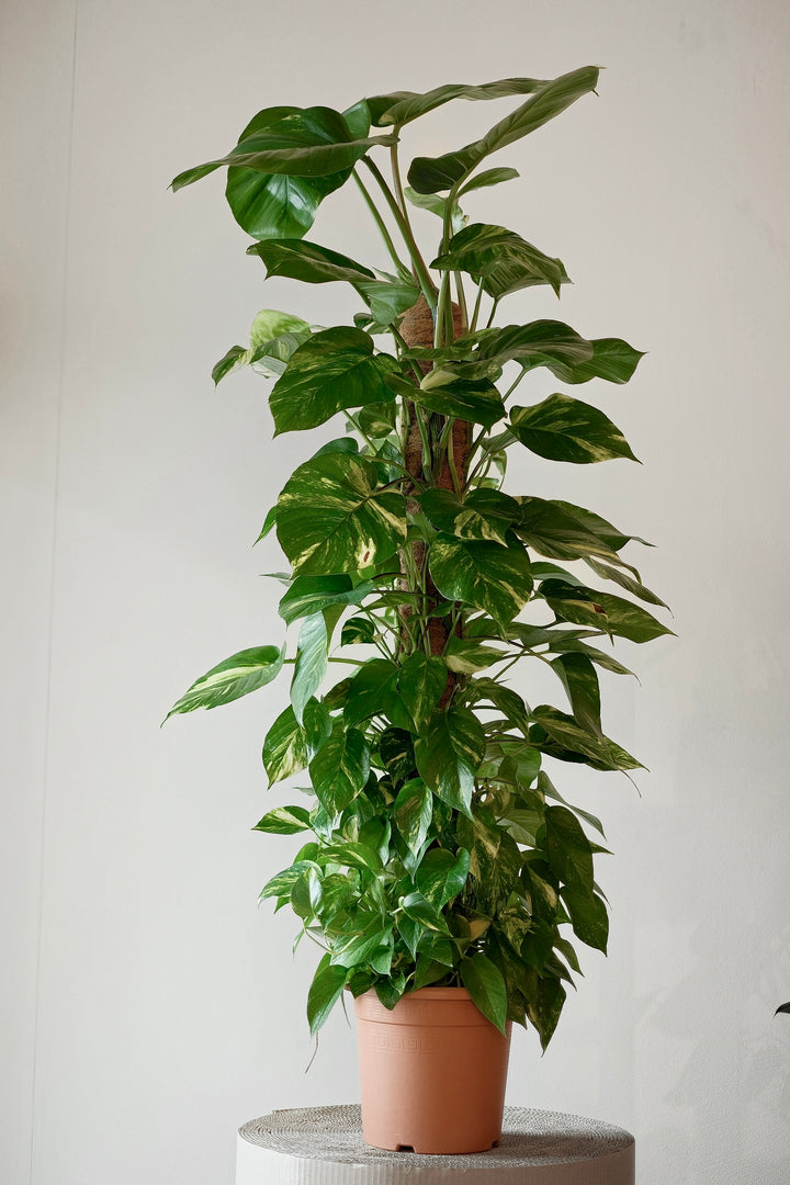 Die Efeutute - Epipremnum aureum - XXL Pflanze von Viva tu Casa steht hoch in einem Topf mit ihren üppigen grünen Blättern auf einer strukturierten grauen Oberfläche, vor einer schlichten hellen Wand, und bringt lebendiges Leben in Ihr Zuhause, während sie nur minimale Pflege erfordert.