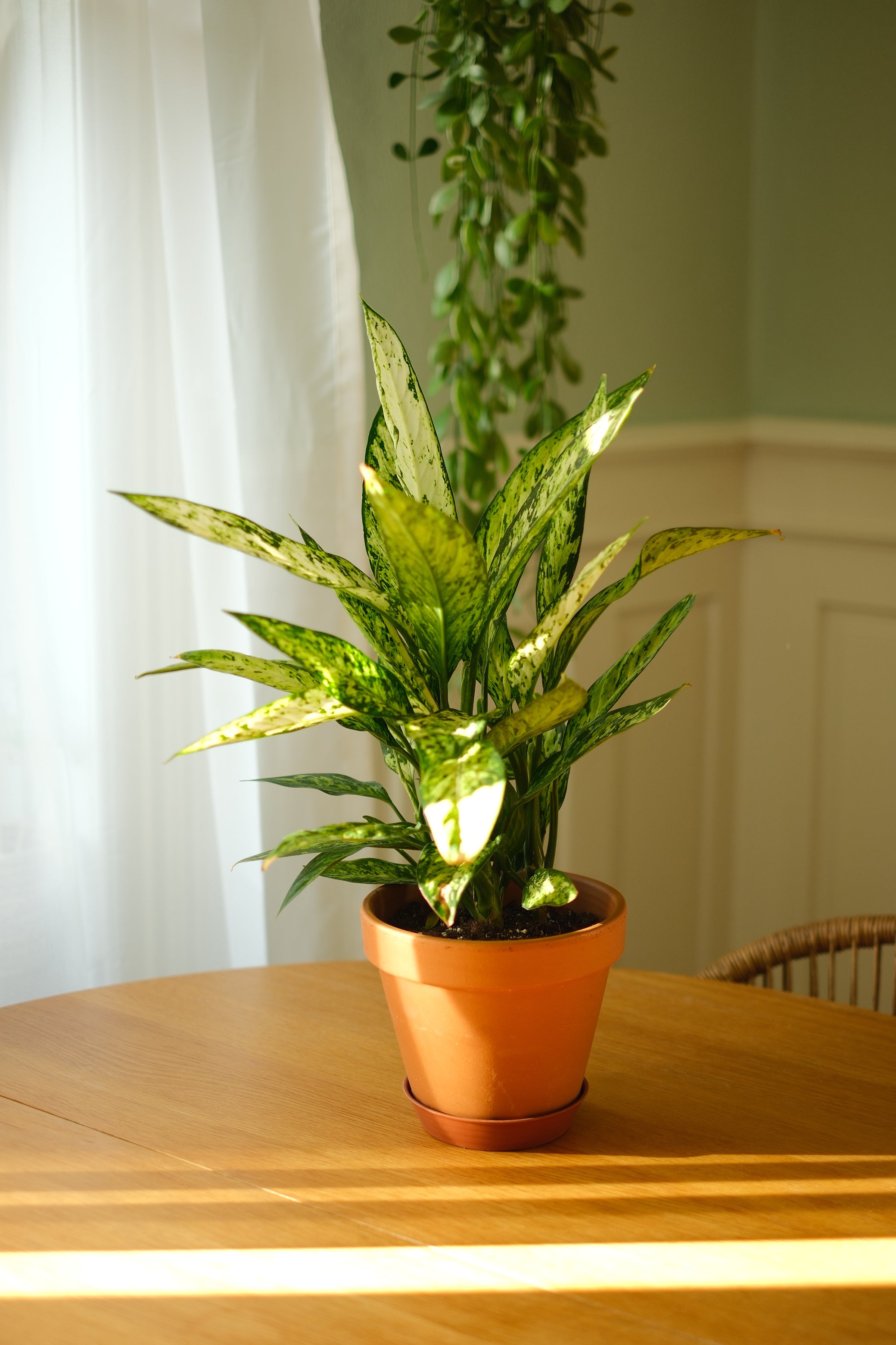 Eine Dieffenbachia Vesuvius, eine üppige, grün-bunte Pflanze in einem Terrakotta-Topf von Viva tu Casa, ruht elegant auf einem Holztisch. Sonnenlicht fällt durch einen hauchdünnen weißen Vorhang und wirft sanfte Schatten. Ihre Schönheit wird durch die Pflegeprodukte von Pflanze pflegen dezent hervorgehoben und sorgt dafür, dass sie inmitten der sanft umrandeten Hängepflanze im Hintergrund nicht verblasst.