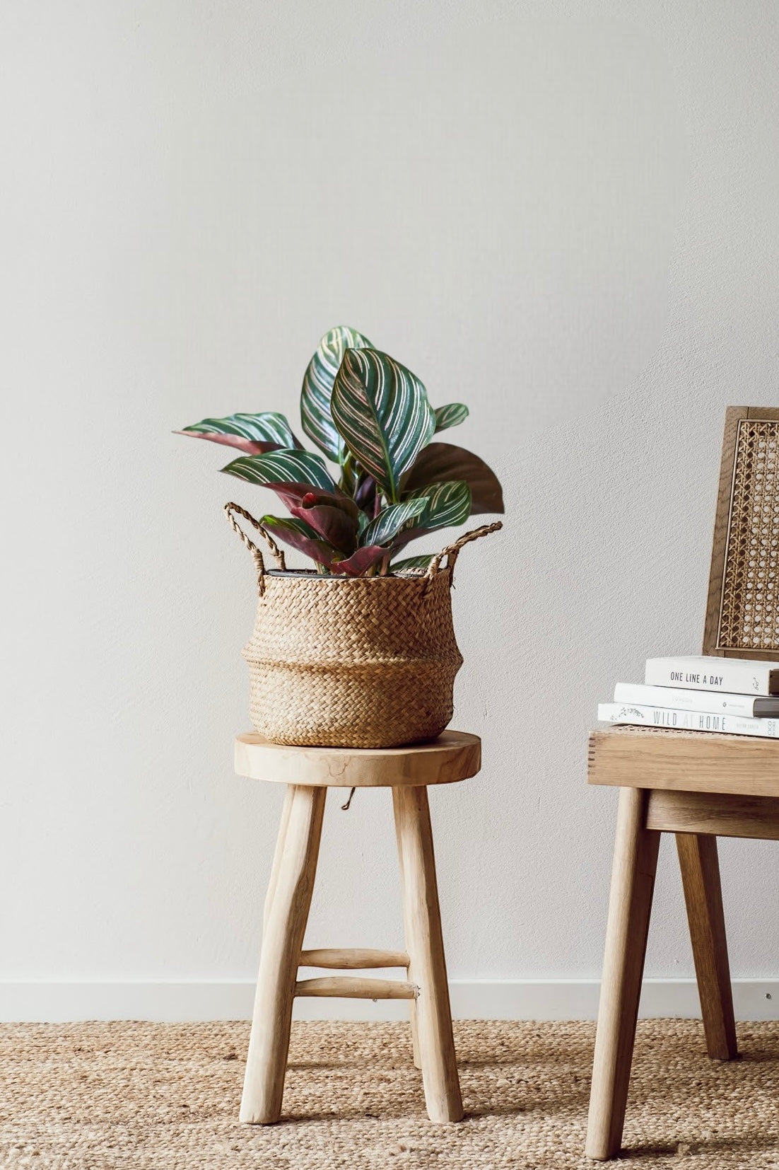 Eine Viva tu Casa Calathea Ornata - Pflegeleichte Pflanze mit großen, gestreiften Blättern steht auf einem Holzhocker neben einem Stuhl mit geflochtener Rückenlehne. Auf der Sitzfläche des Stuhls sind Bücher gestapelt. Das minimalistische Ambiente wird durch einen neutral getönten Teppich und eine schlichte weiße Wand aufgewertet und schafft einen einladenden Raum für Zimmerpflanzenliebhaber.