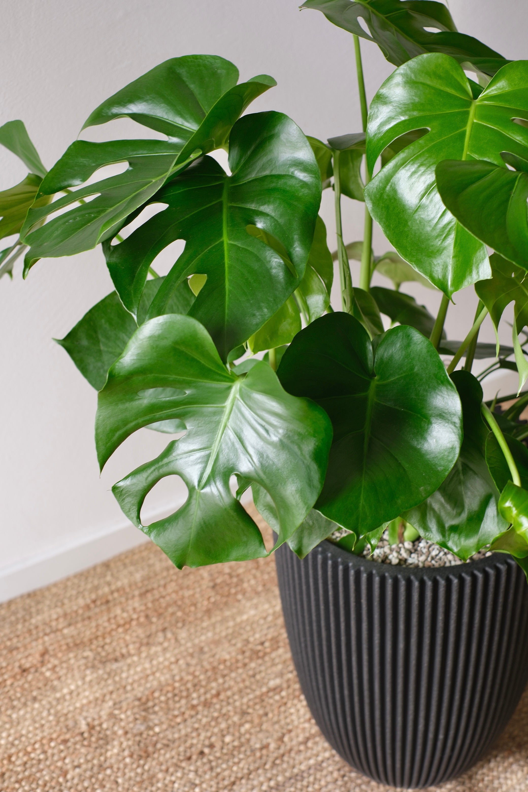 Eine Monstera-Pflanze mit großen, glänzend grünen Blättern in einem strukturierten schwarzen Topf, auf einem gewebten Teppich vor einer schlichten weißen Wand platziert.