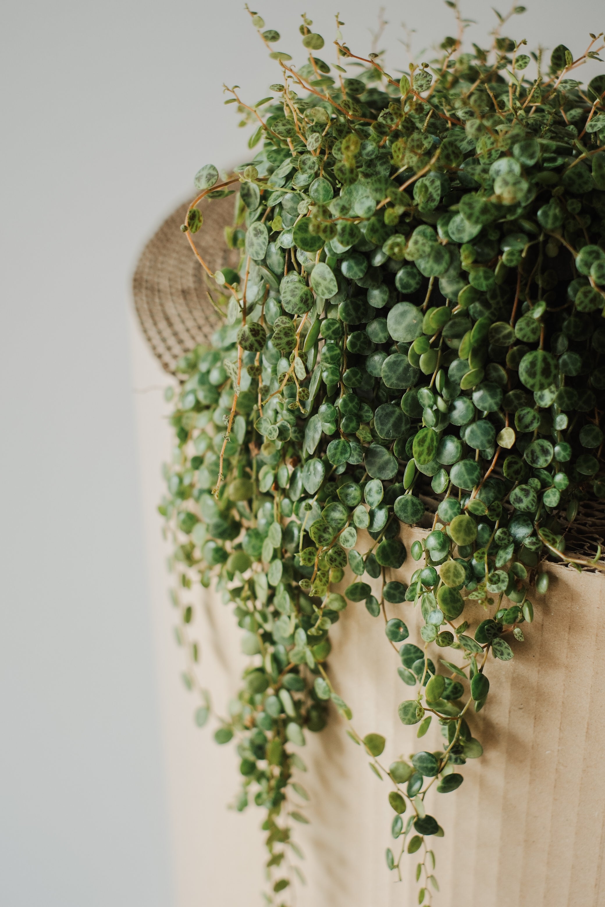 Peperomia Prostrata - Succulent Houseplant