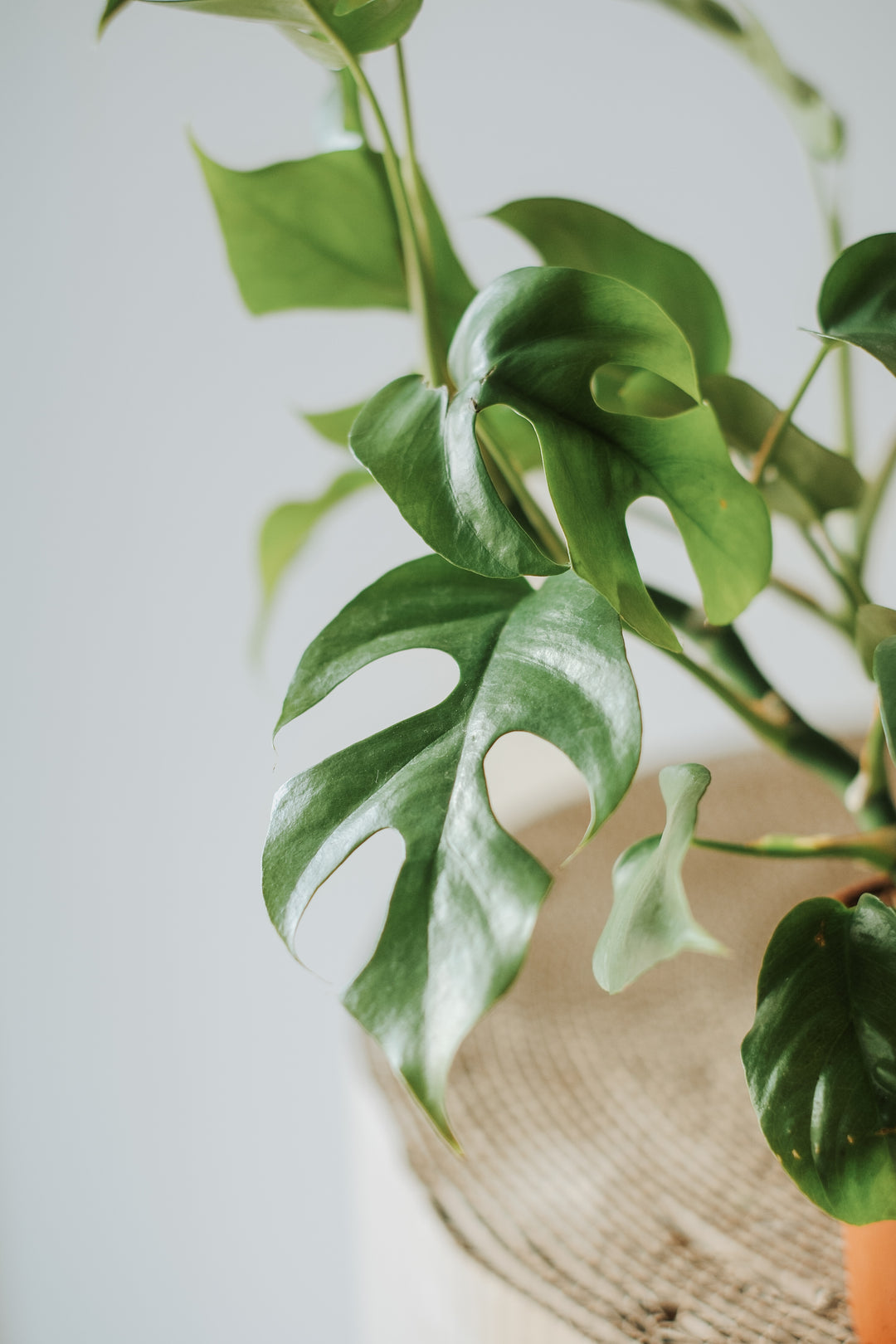 Monstera Minima - Kleine Zimmerpflanze