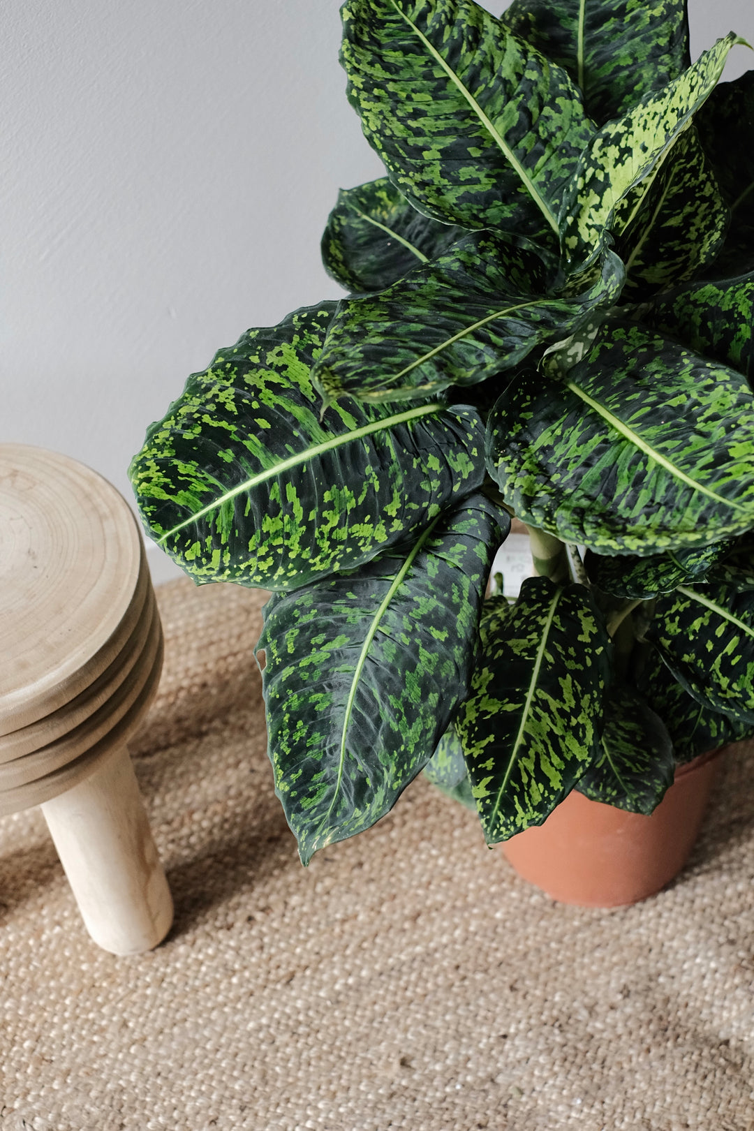 Dieffenbachia Reflector L - Grosse Zimmerpflanze