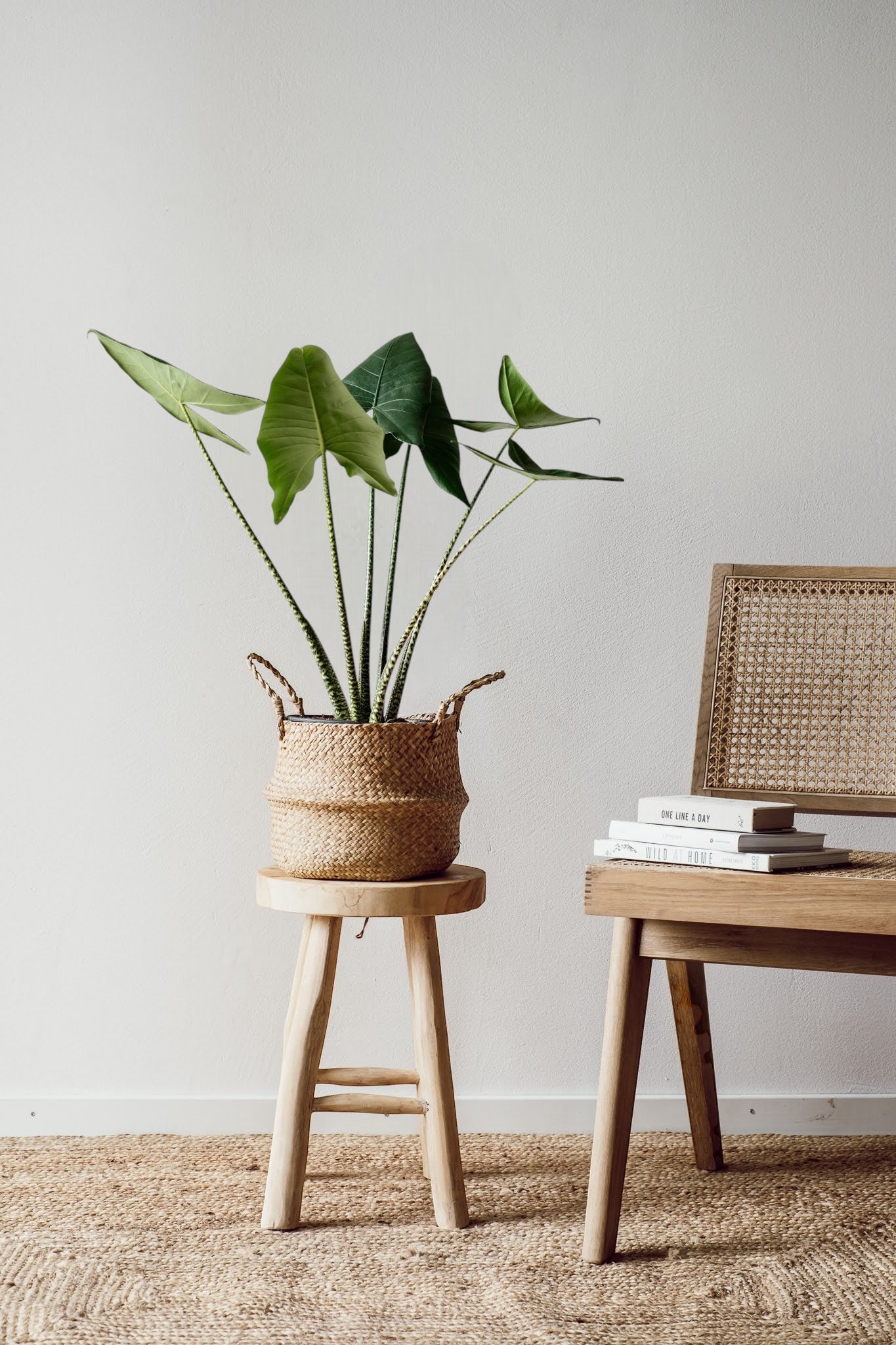 Ein minimalistischer Raum präsentiert eine Alocasia Zebrina - Pflegeleichte Pflanze von Viva Tu Casa in einem geflochtenen Korb auf einem Holzhocker. Daneben steht ein Holzstuhl mit geflochtener Rückenlehne, auf dem Bücher über Pflegehinweise liegen. Der Boden ist mit einem strukturierten Teppich ausgelegt, der die Ruhe dieses Raums verstärkt.