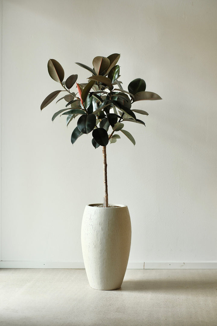 Der Viva tu Casa Ficus Elastica Abidjan im Vulkansubstrat mit breiten, dunkelgrünen Blättern steht in einem hohen, hellen Keramiktopf. Er steht elegant auf einem neutral getönten Boden vor einer schlichten weißen Wand.