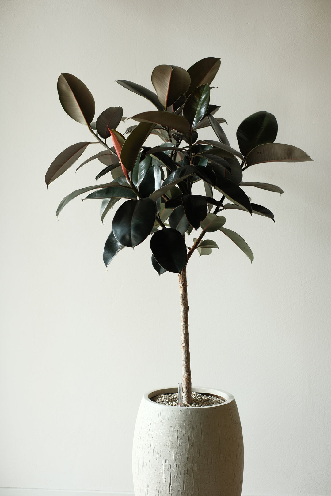 Ficus Elastica Abidjan in volcanic substrate - office plant