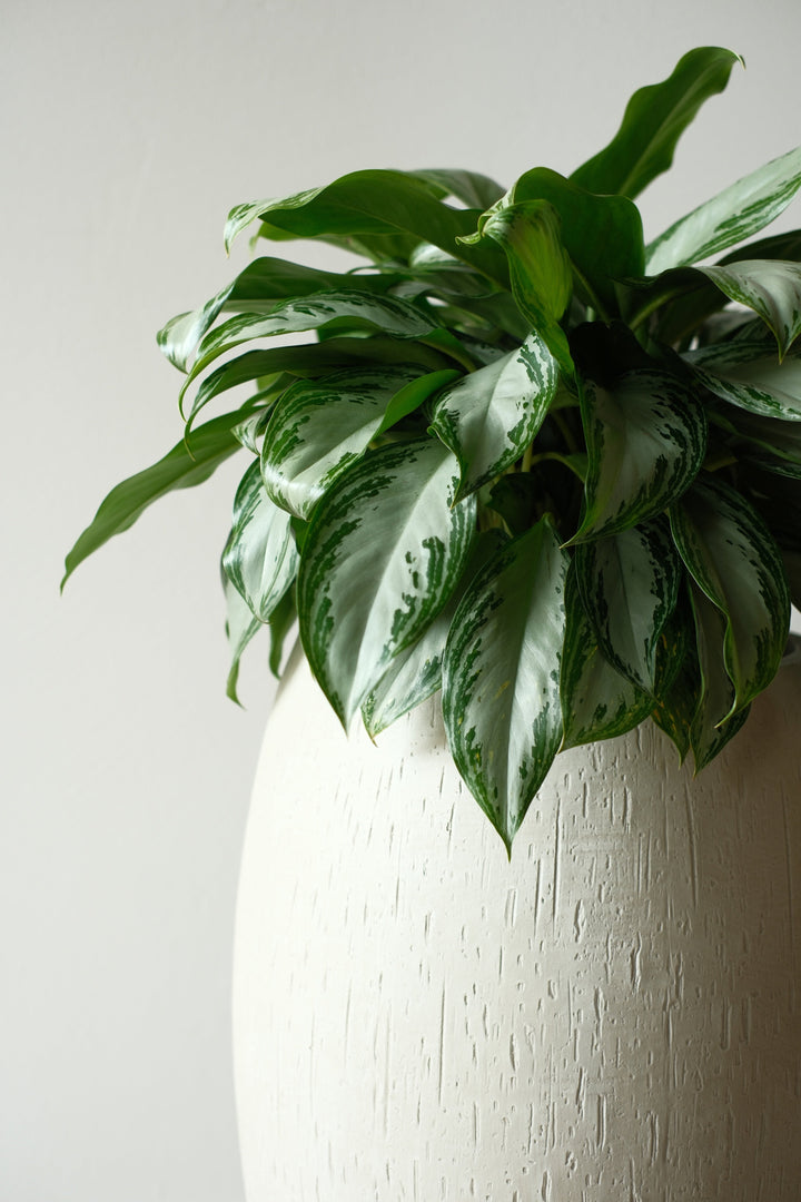 Office plant - Aglaonema in volcanic substrate