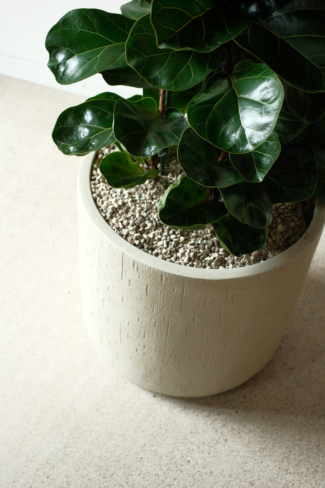 Ficus Lyrata Bambino – office plant in volcanic substrate