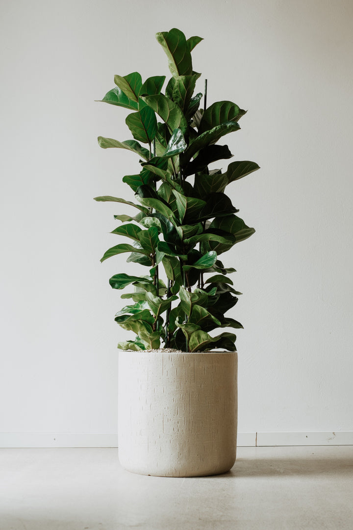 Ein großer Viva tu Casa Ficus Lyrata Bambino, bekannt als Büropflanze im Vulkansubstrat, mit großen grünen Blättern steht in einem strukturierten weißen Topf vor einer schlichten cremefarbenen Wand auf einem hellen Boden.