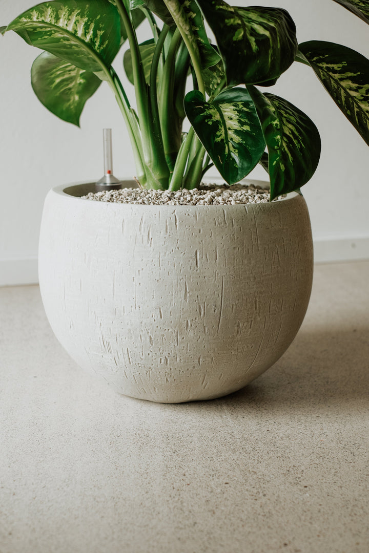 Dieffenbachia in volcanic substrate - office plant 