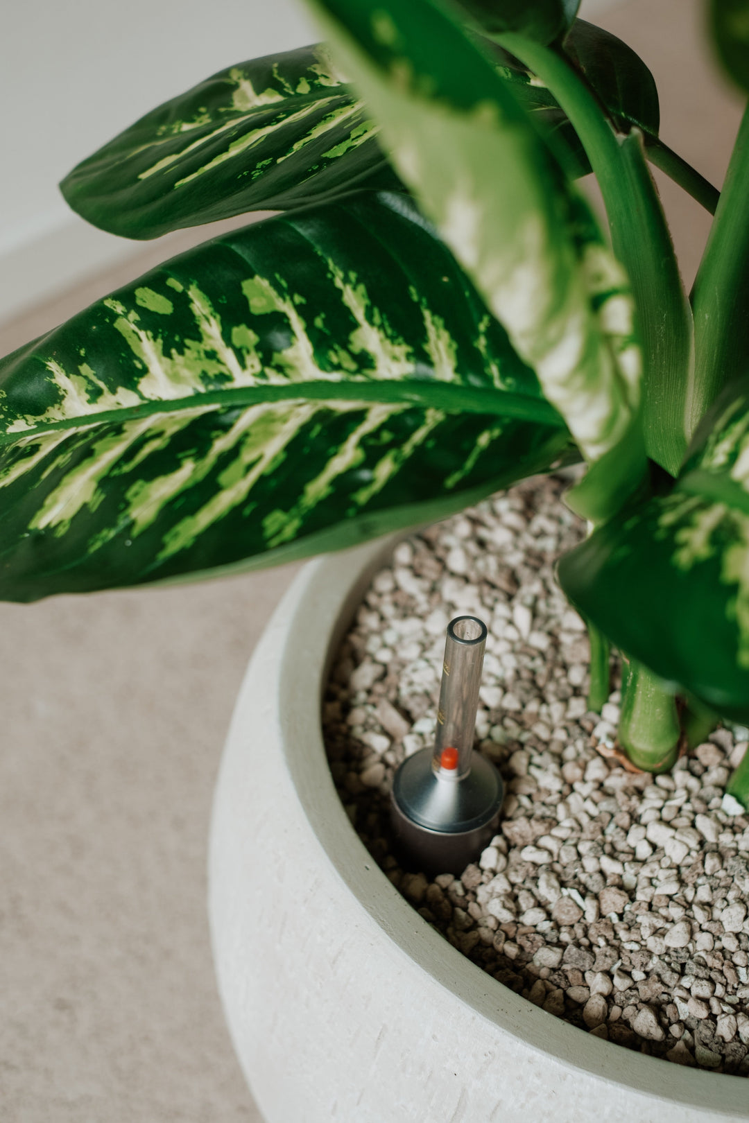 Dieffenbachia in volcanic substrate - office plant 