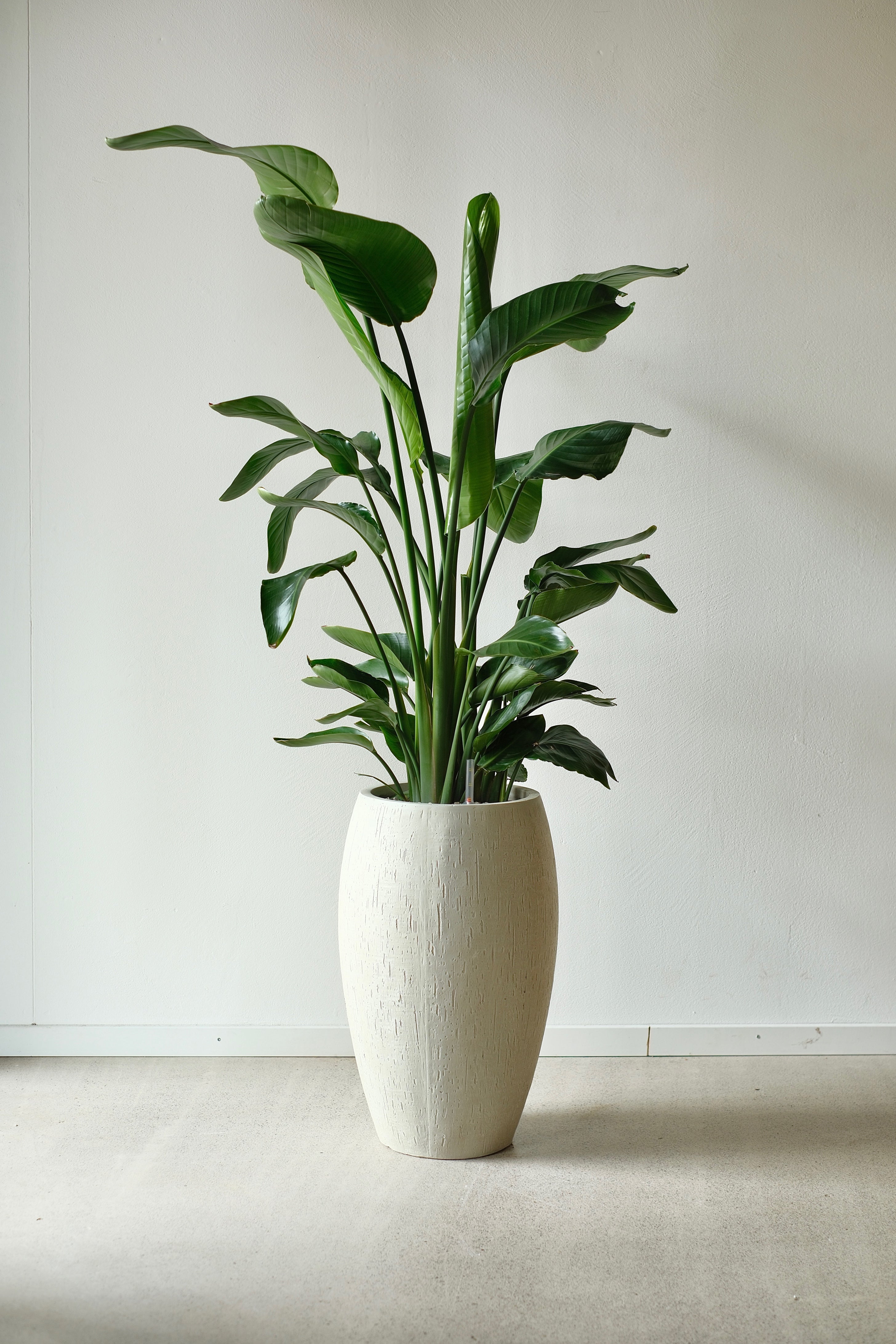 Eine große, üppige Strelitzia in Vulkansubstrat von Viva tu Casa mit breiten Blättern wird in einer strukturierten weißen Vase präsentiert. Diese elegante Büropflanze wertet einen hellen Boden und eine cremefarbene Wand auf und schafft eine minimalistische und ruhige Inneneinrichtung.