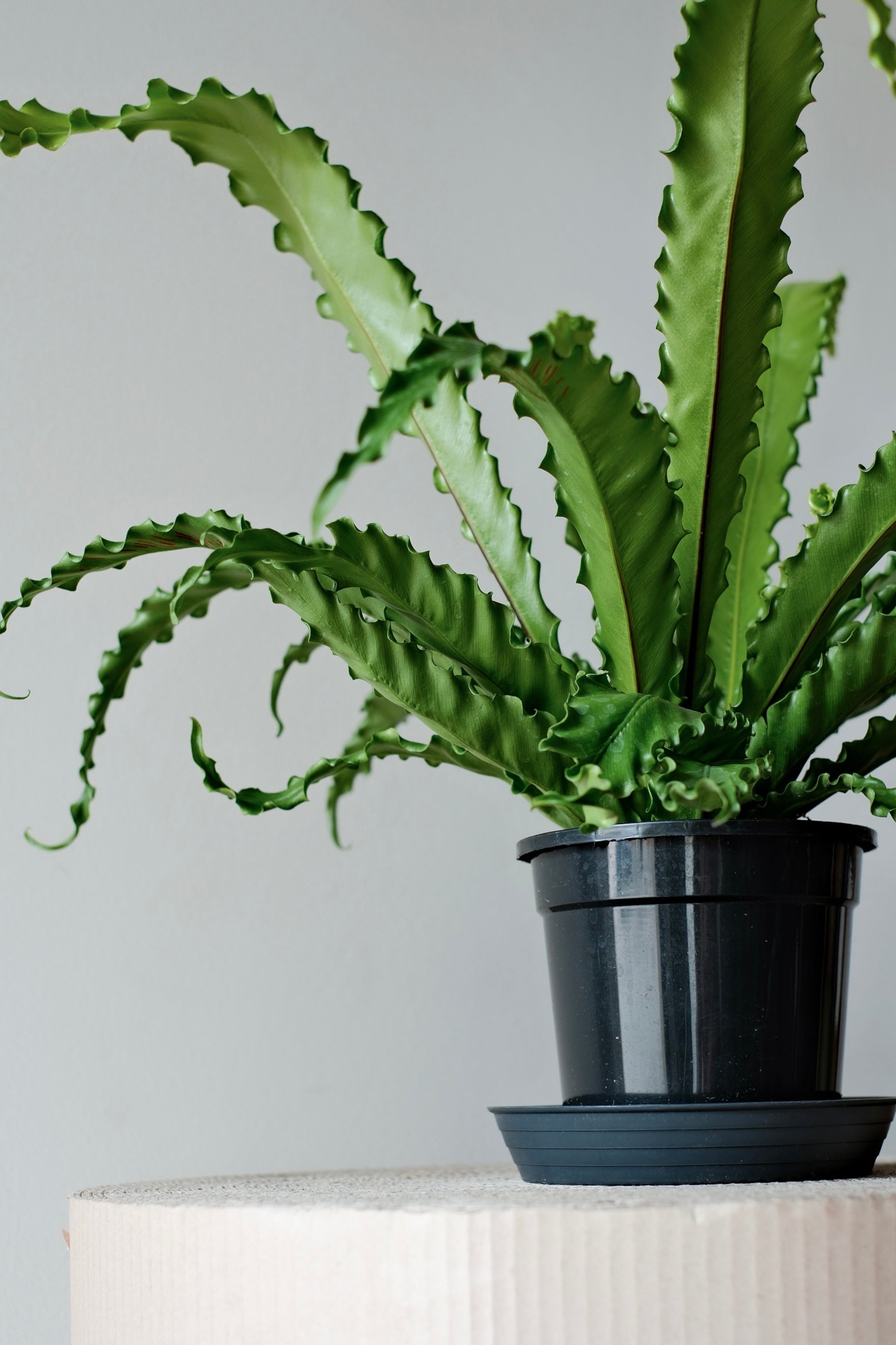 Nest fern - easy-care house fern