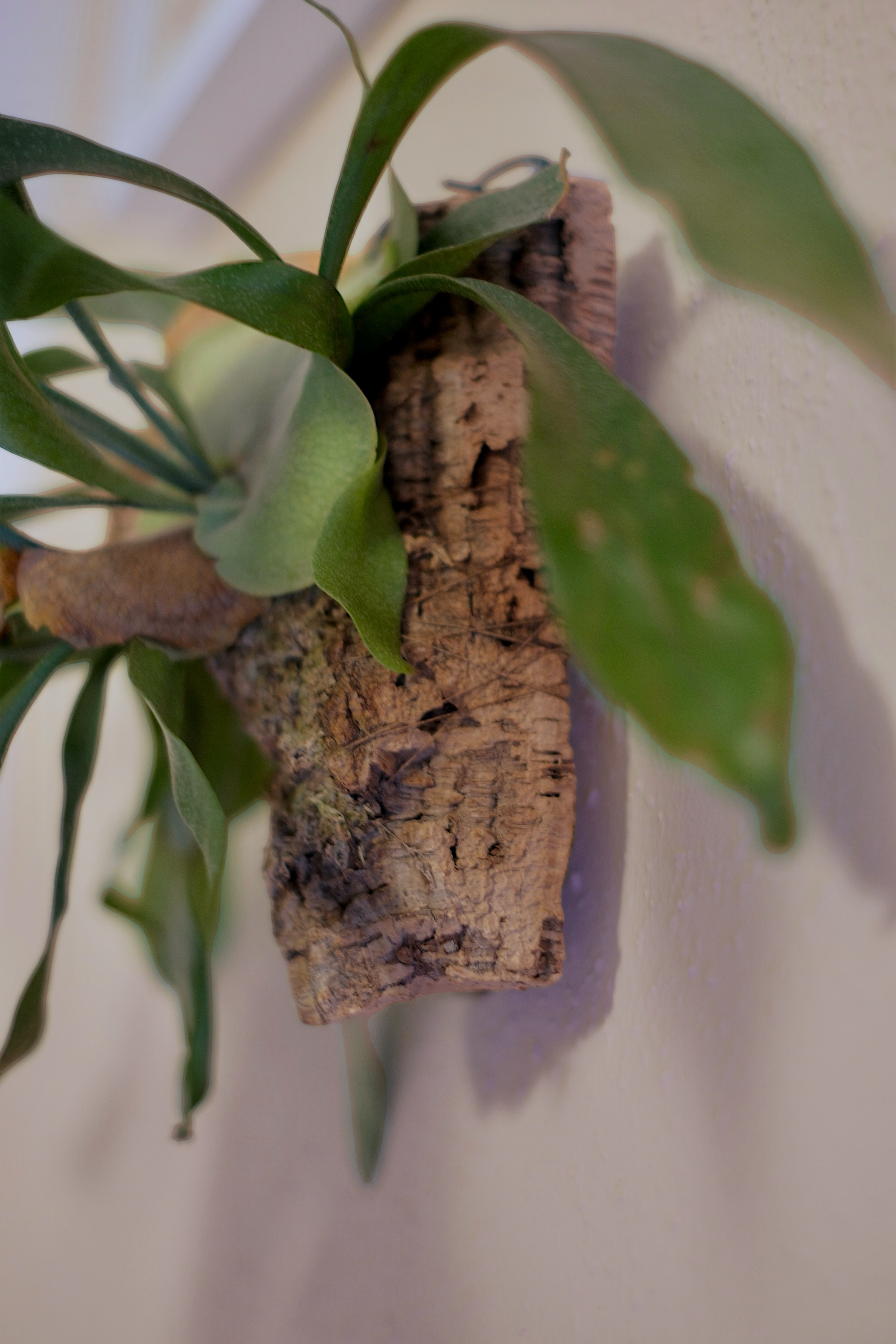 Antler Fern on Cork - Unique Wall Plant