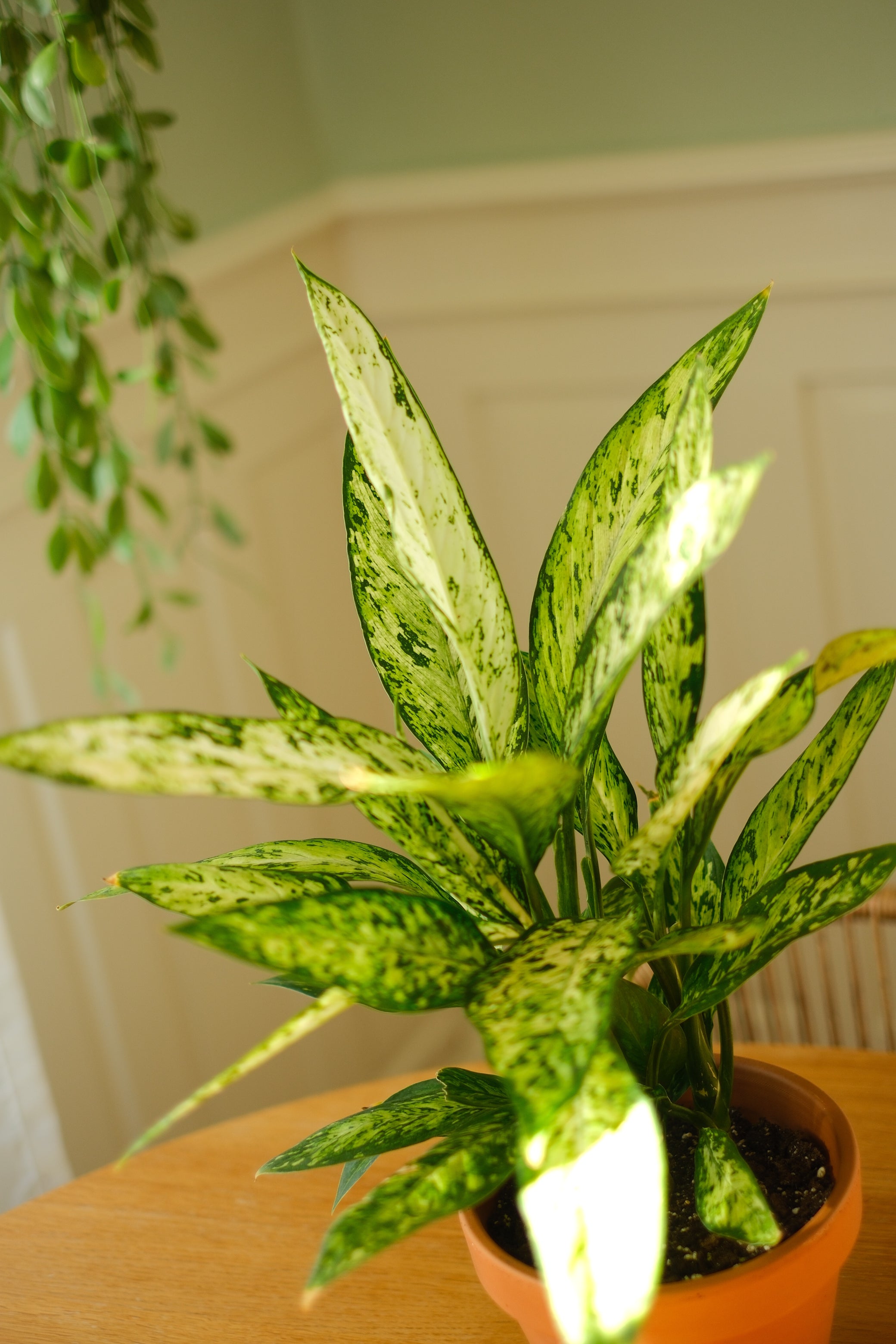 Dieffenbachia Vesuvius - Pflegeleichte Büropflanze