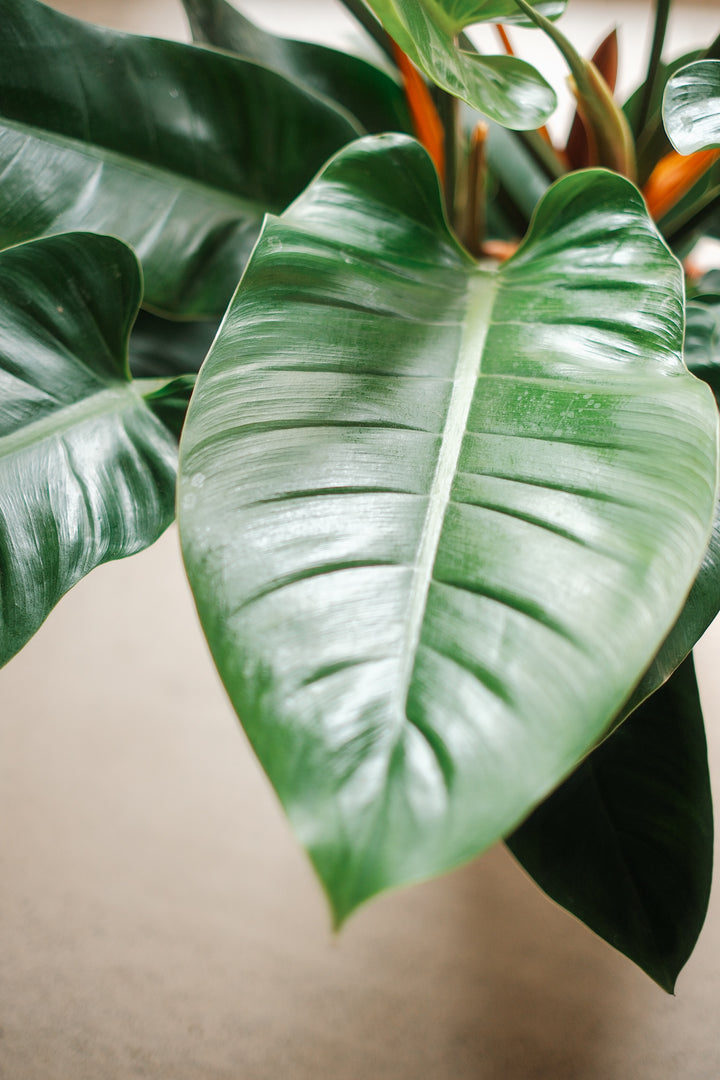 Philodendron Imperial Green - XL Pflanze